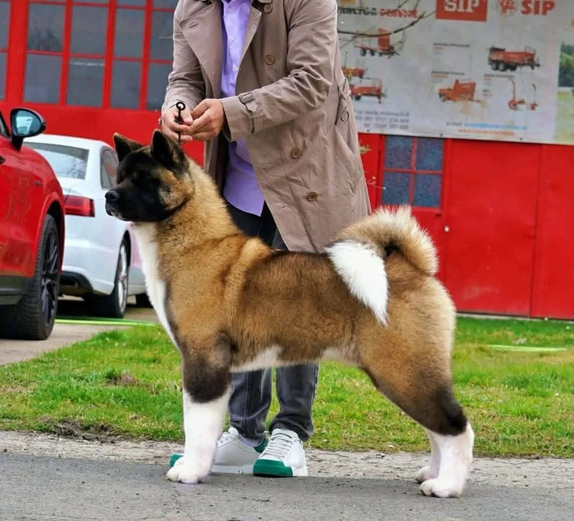 A person handling a large Akita dog outdoors near parked cars and a red building.