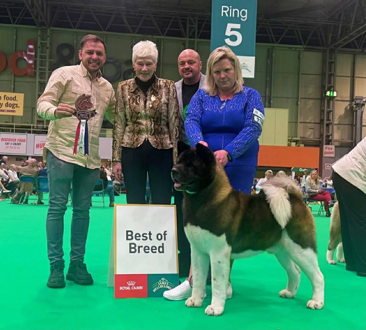 A dog show awards ceremony with four people and a large Akita dog. The group is standing on a green carpet next to a sign that reads 'Best of Breed'. One man is holding a ribbon, and two women are standing behind the dog. The setting is an indoor event with seated spectators and various signs and banners in the background.