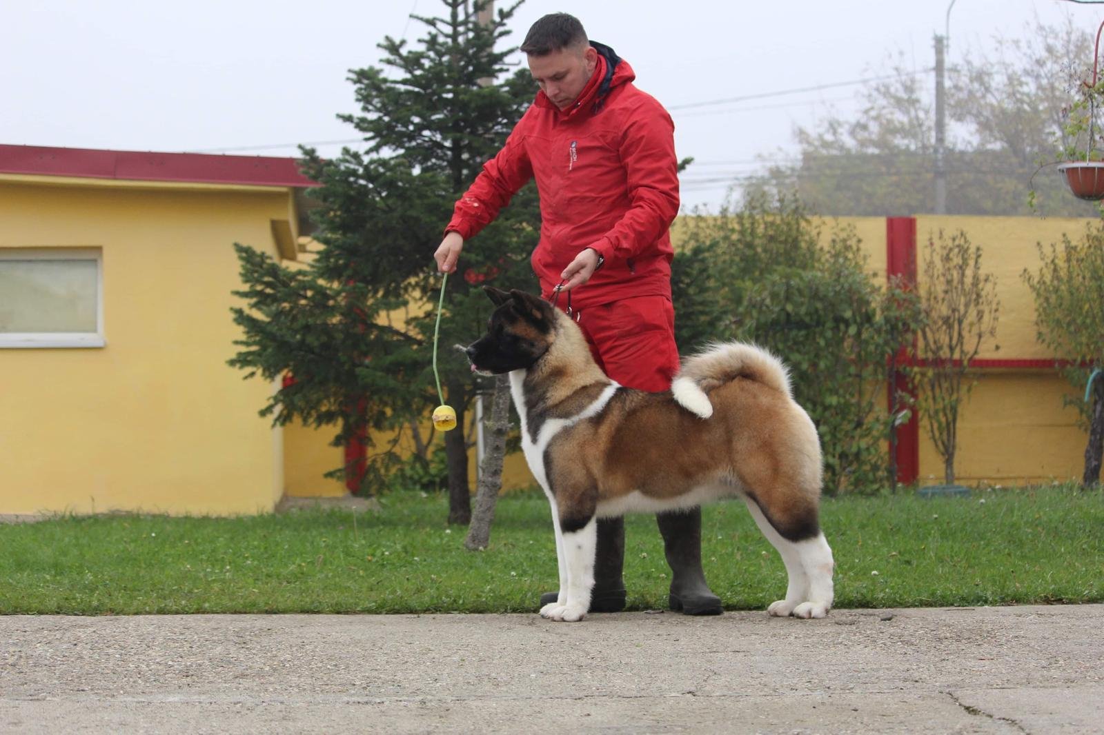 A person in a red jacket and red pants standing on a sidewalk, holding a leash attached to a large, fluffy puppy, with a yellow building, trees, and shrubs in the background.
