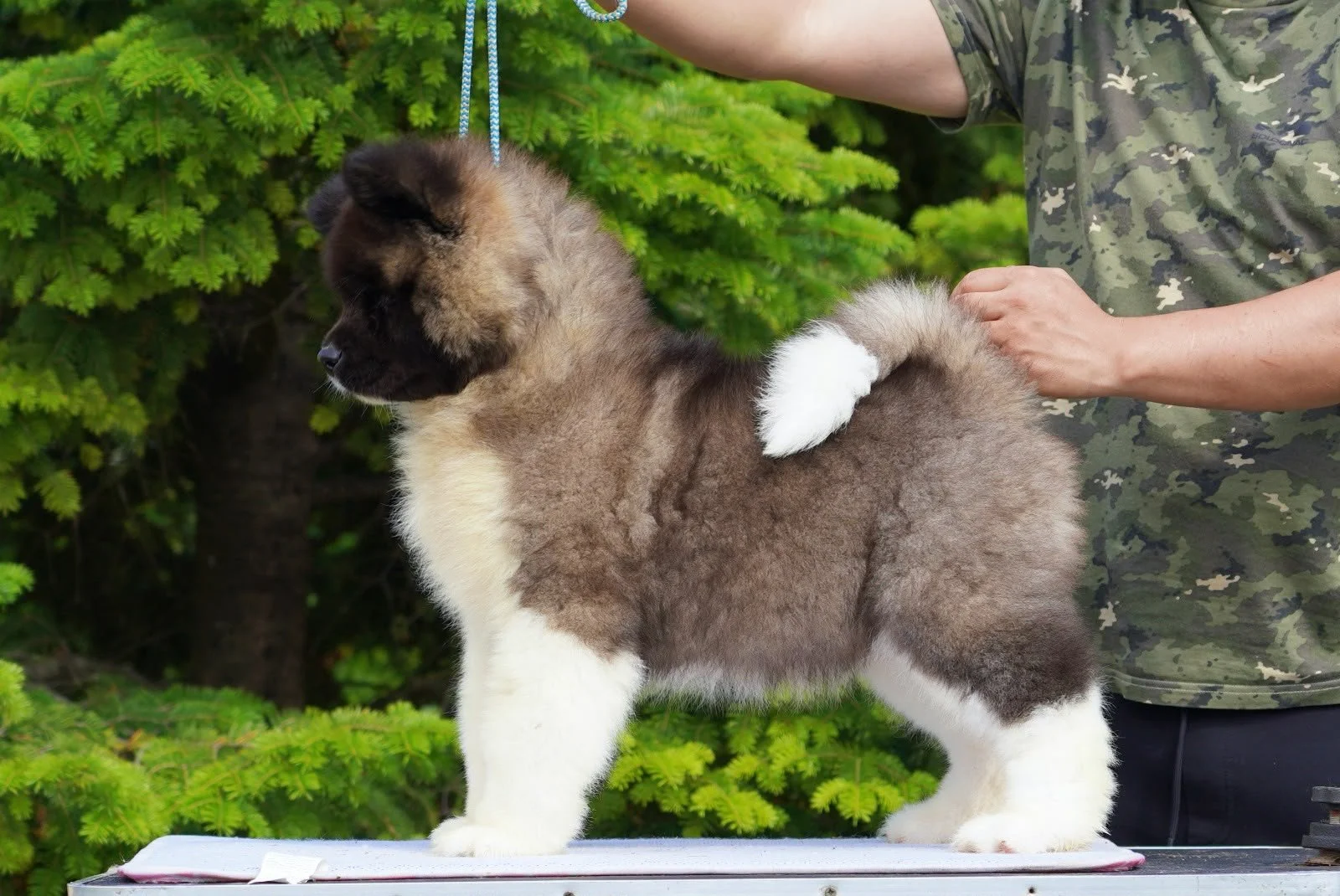 An adorable fluffy puppy with dark brown, black, and white fur standing on a table outdoors with green foliage in the background. A person in camouflage clothing is gently brushing or examining the puppy.