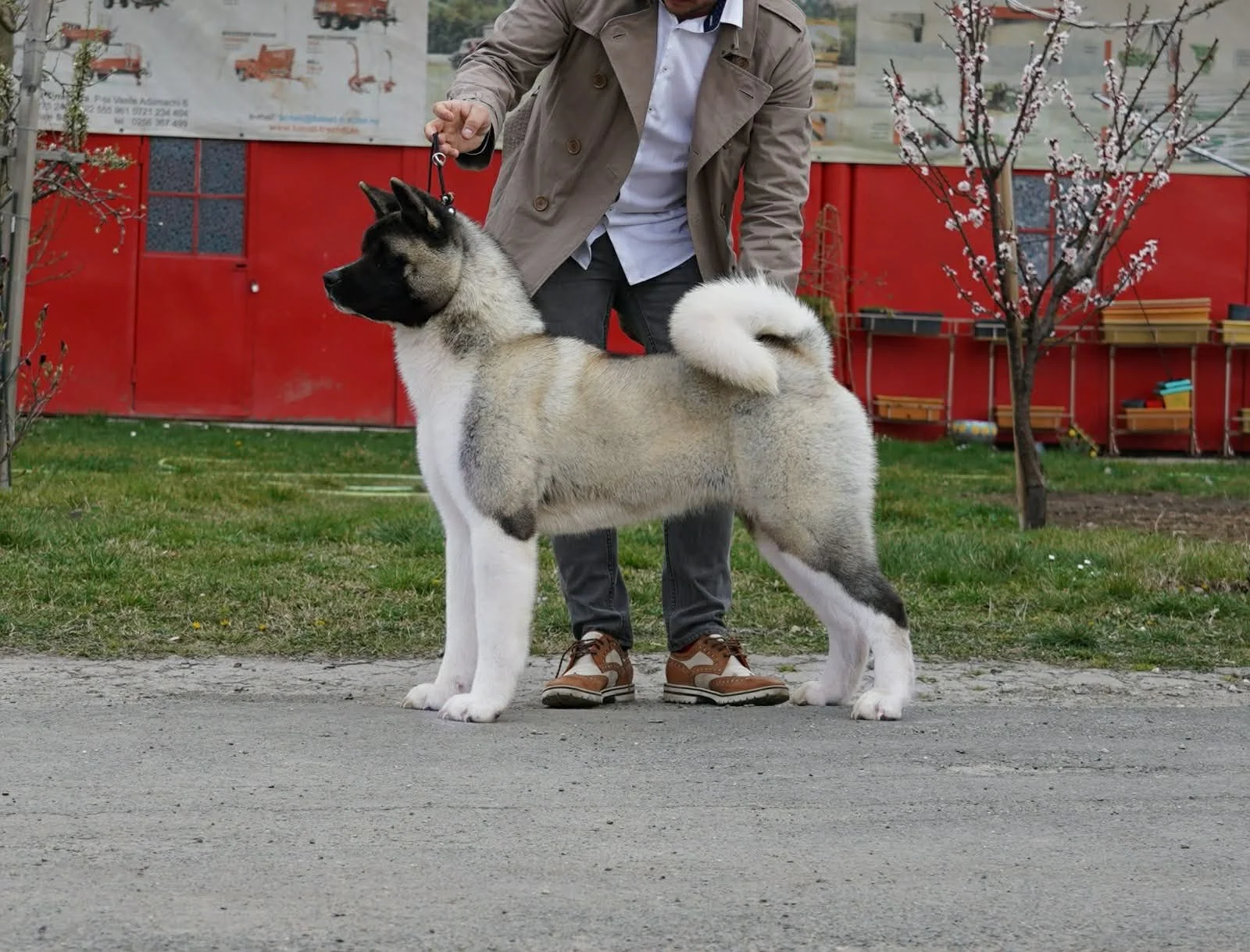 A person standing behind a large Akita dog on a leash outdoors, with a red door, blossoming trees, and some farm equipment in the background.