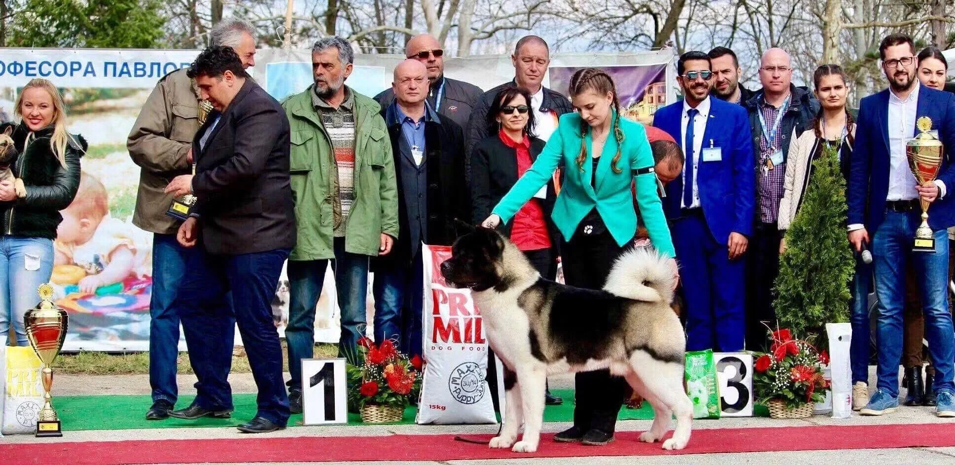 Dogs and people at an outdoor dog competition, with a woman handling a large, fluffy dog on a red carpeted area, surrounded by trophies and awards, and a group of spectators and judges in the background.