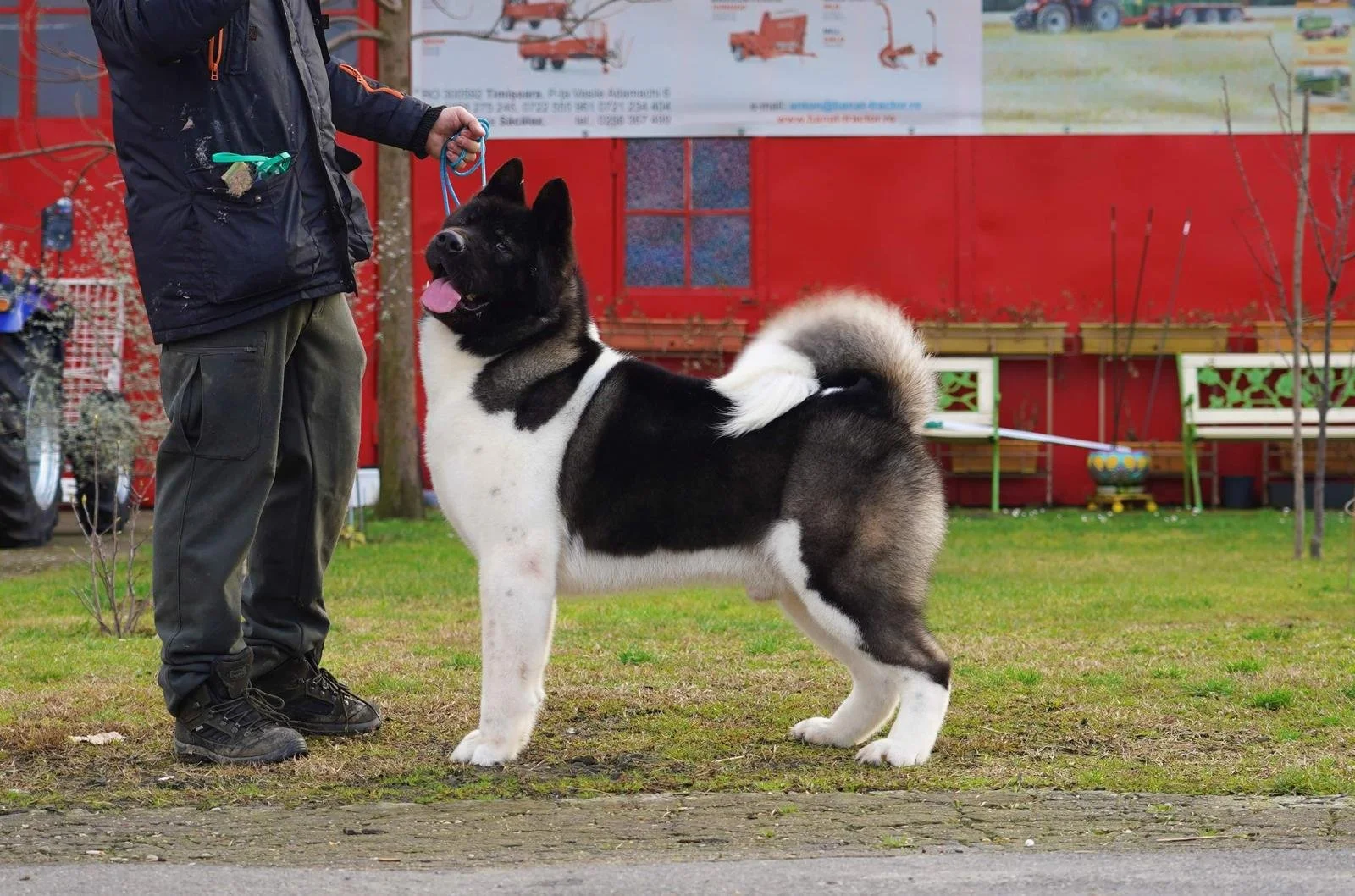 A person holding a leash with a large, fluffy Akita dog standing on grass in front of a red building with white benches and a colorful flowerpot.