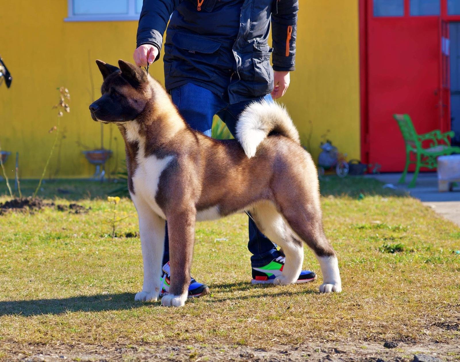 A large puppy with a thick, fluffy tail standing outside on grass, being held by a person. The puppy has brown, white, and black fur and appears to be a young Siberian Husky or similar breed. The background features a yellow wall with a red door and some outdoor furniture.