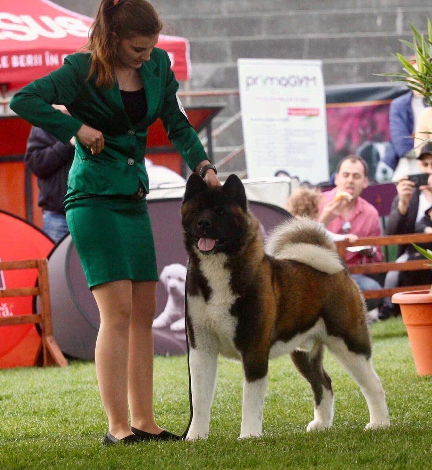 A woman in a green blazer and skirt with a black top stands with a large, fluffy, brown and white Akita dog at an outdoor event, with people and tents in the background.