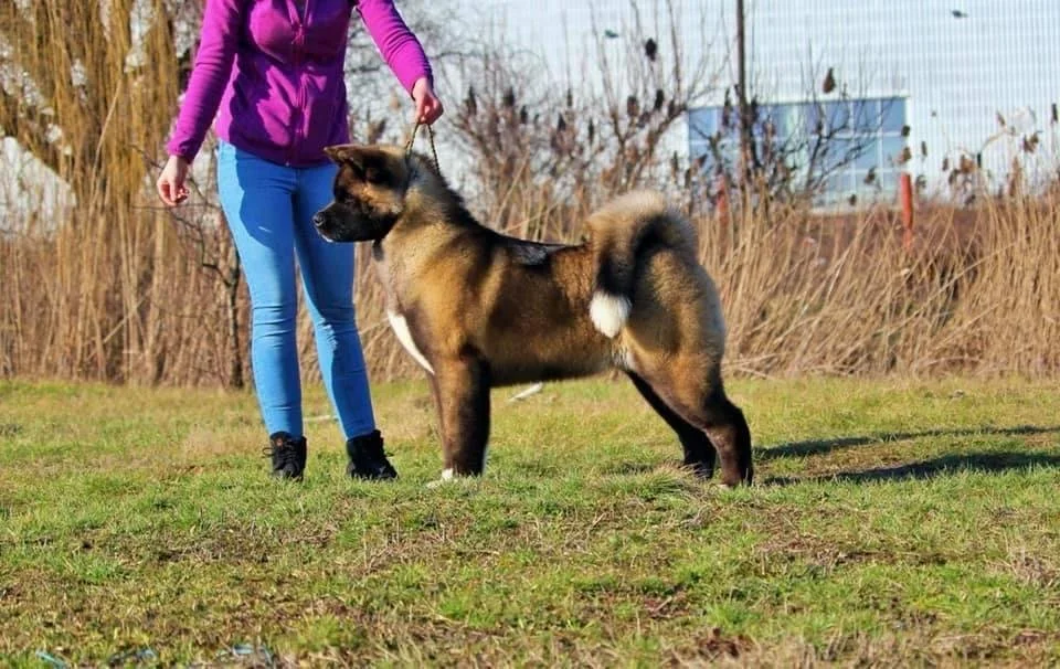 Person walking a large, brown and black dog on a leash in an outdoor grassy area with dried plants and a building in the background.