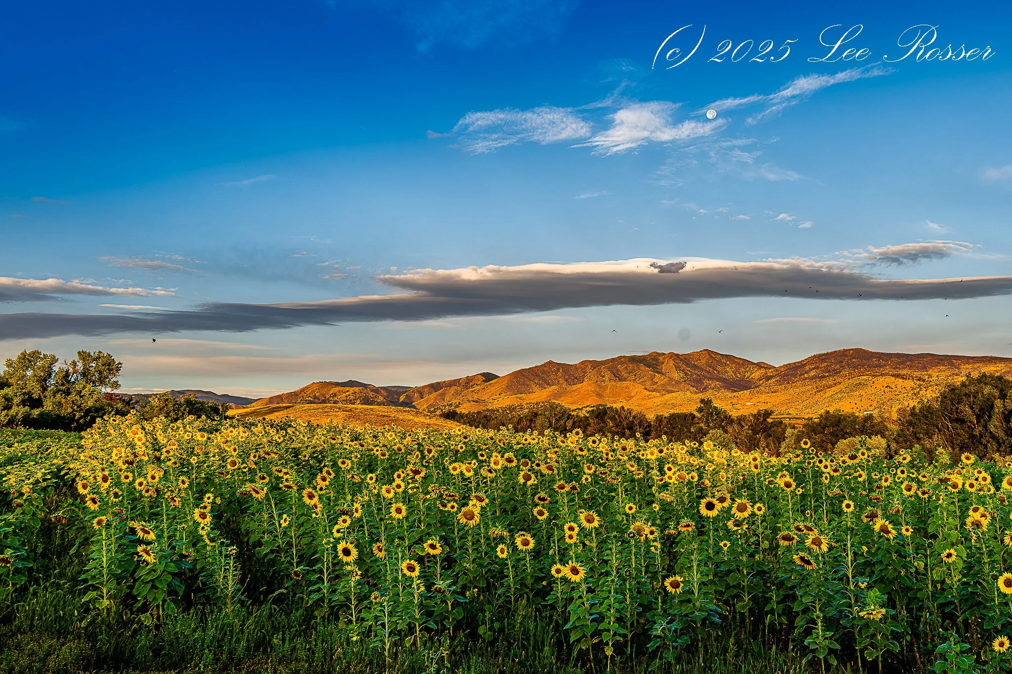 A field of blooming sunflowers with mountains in the distance under a partly cloudy blue sky during sunset.