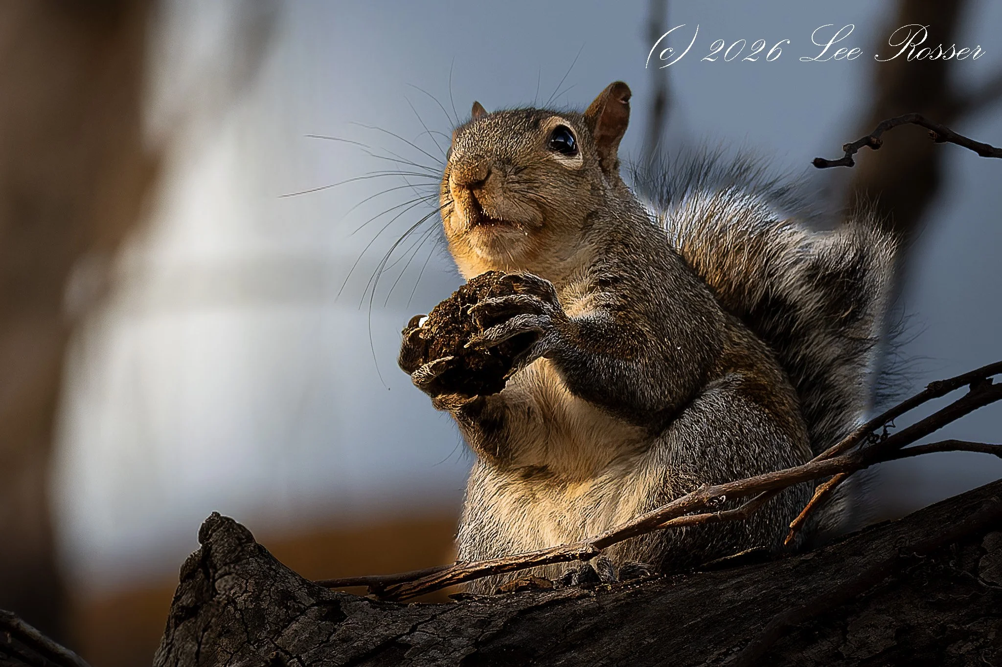 A squirrel sitting on a tree branch, holding and eating a nut, with blurred background.