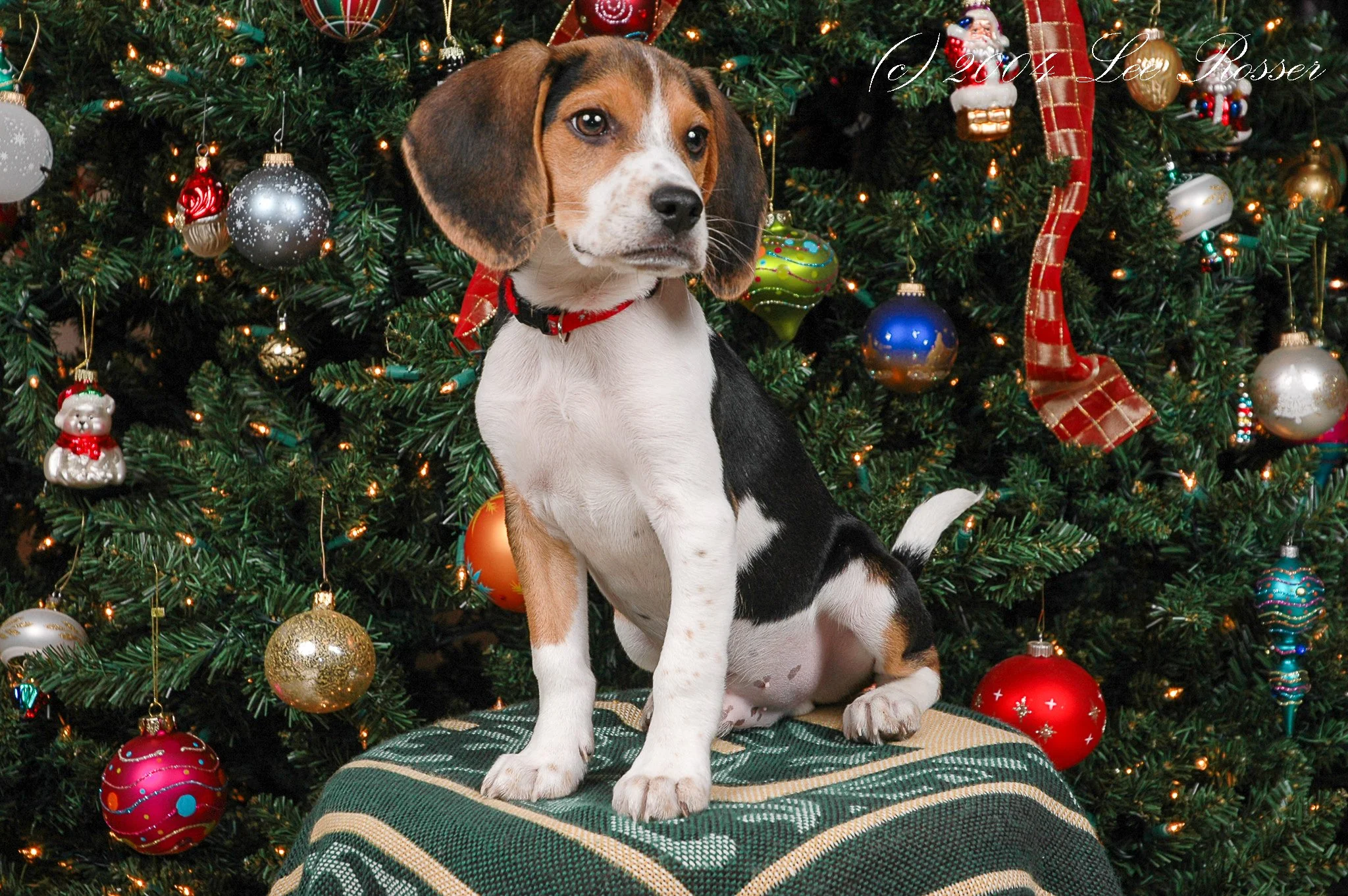 A puppy with brown, black, and white fur sitting on a green stocking in front of a decorated Christmas tree with ornaments, lights, and a Santa figurine.