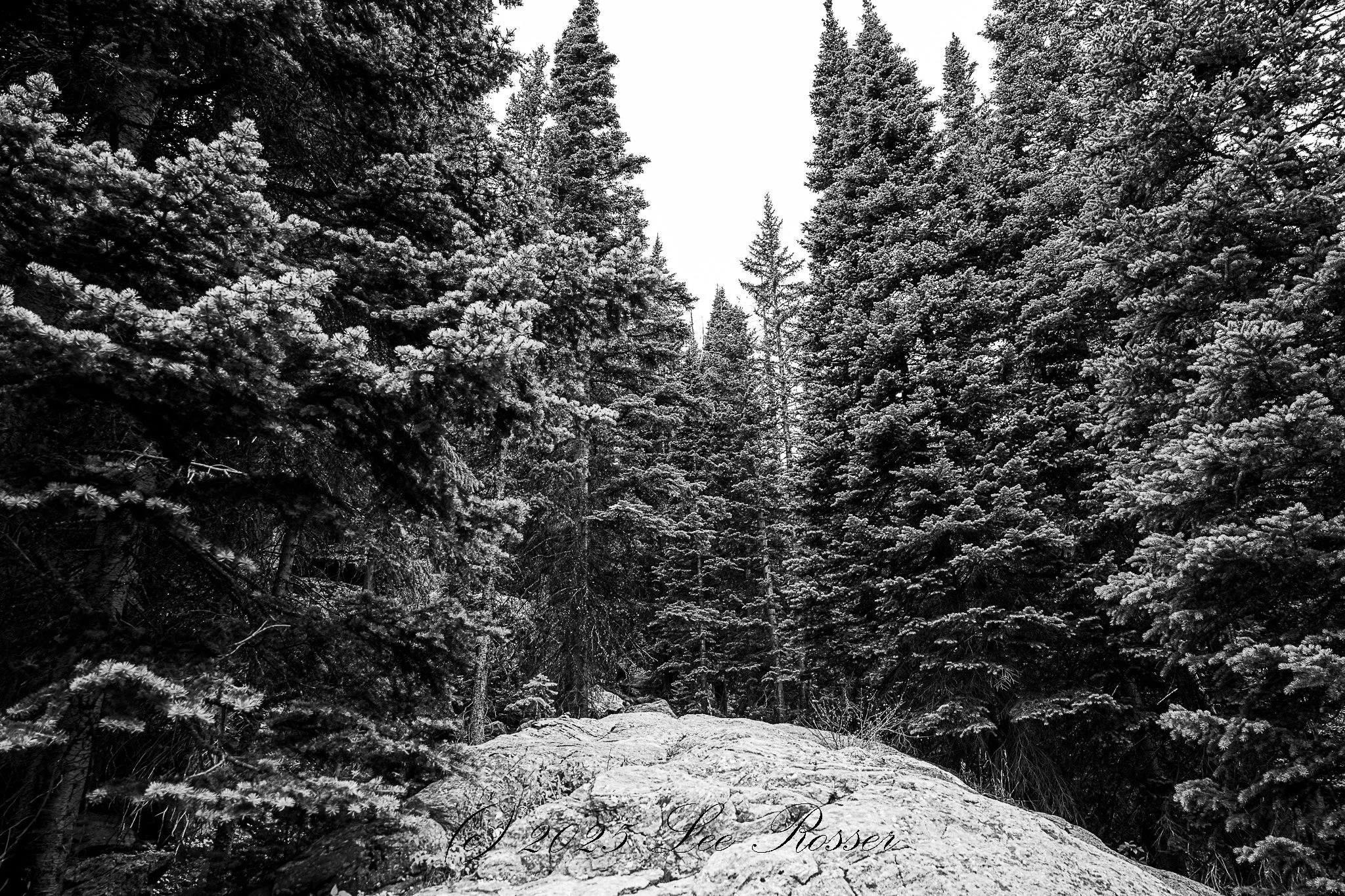 Black and white photograph of snow-covered trees and a rugged snow-covered path with text reading '2023 Lee Roser' at the bottom.