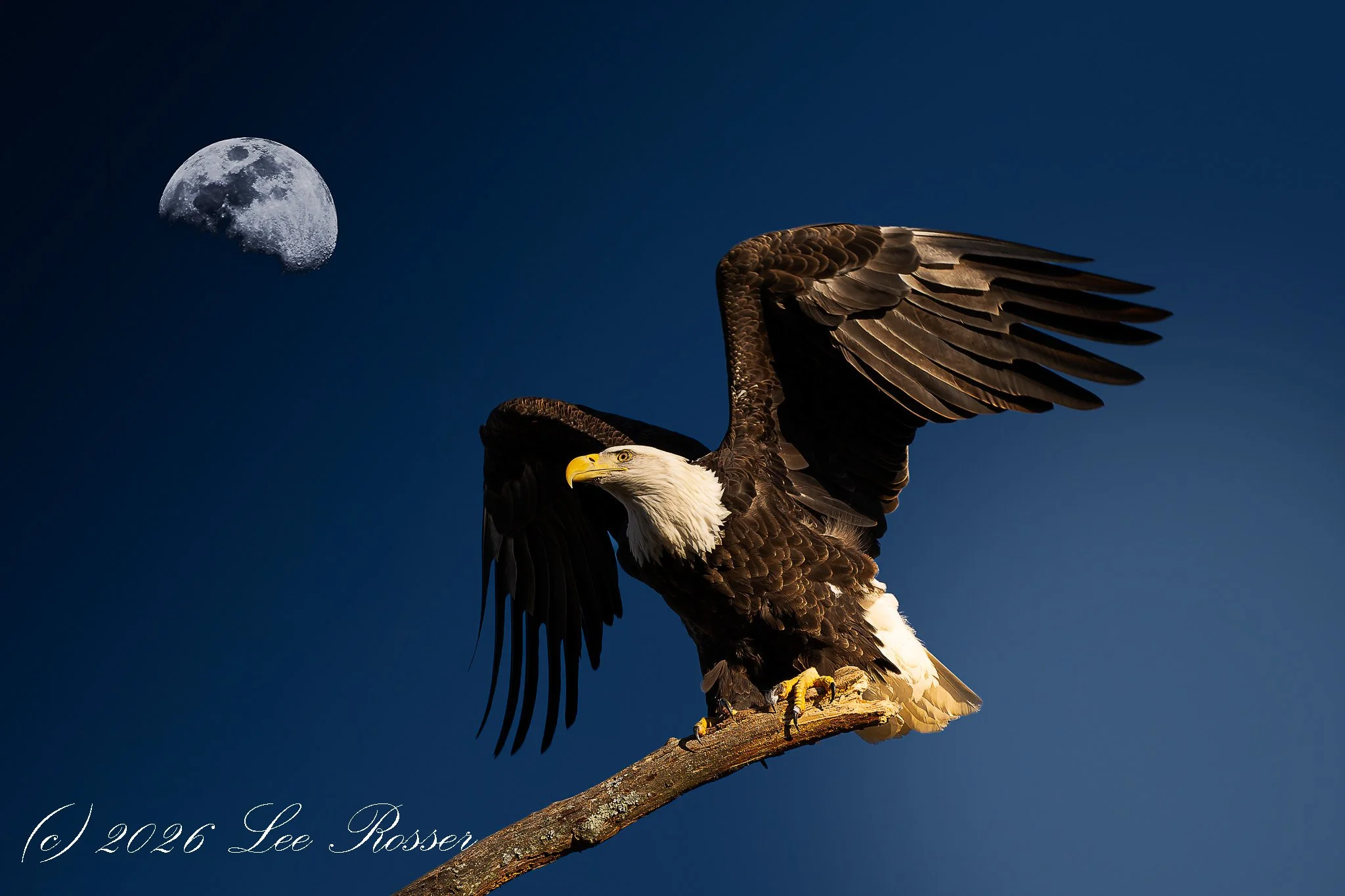 A bald eagle with its wings spread perched on a branch beneath the moon in a dark blue sky.