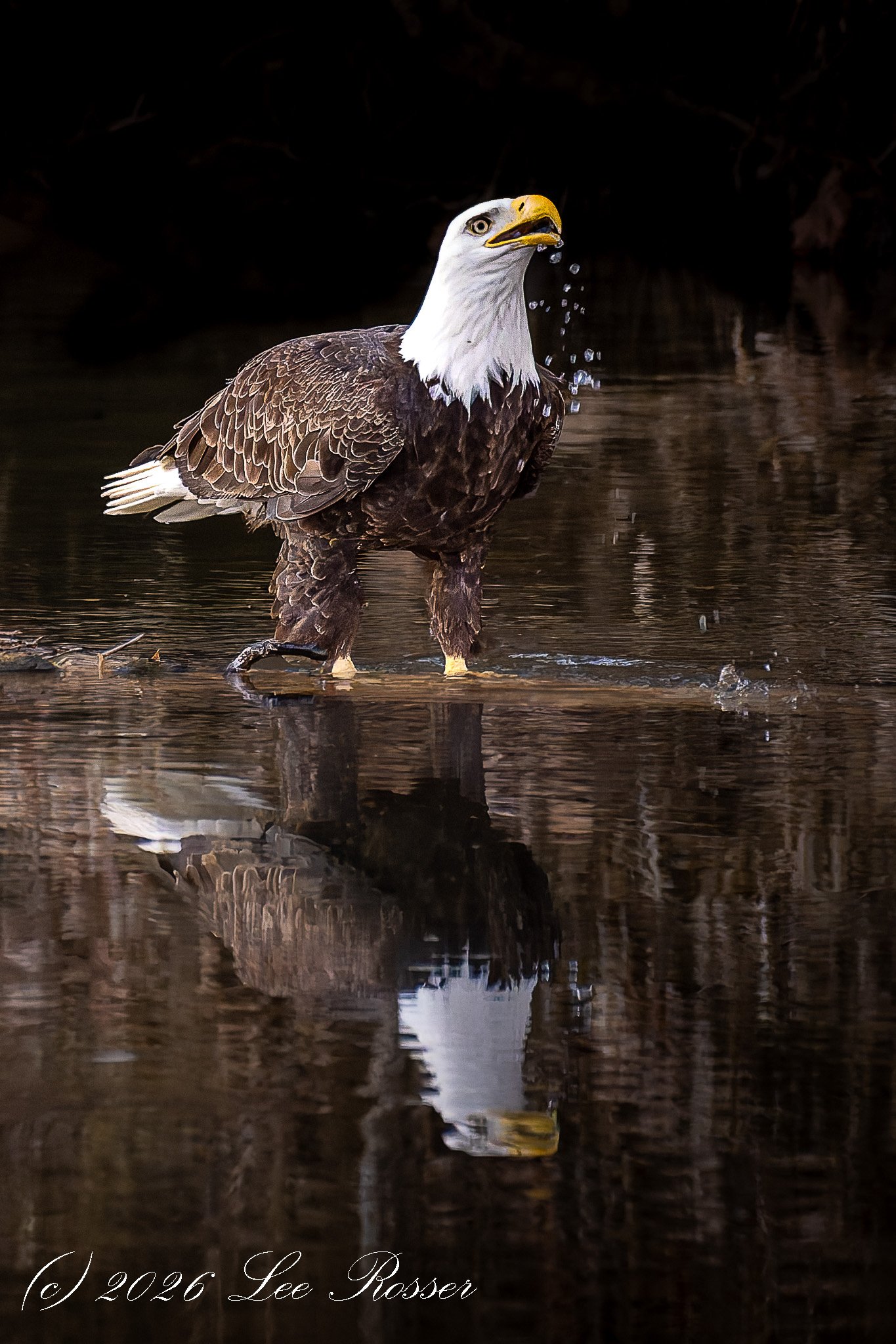 A bald eagle standing in water, with droplets falling from its beak, and its reflection visible on the water surface.
