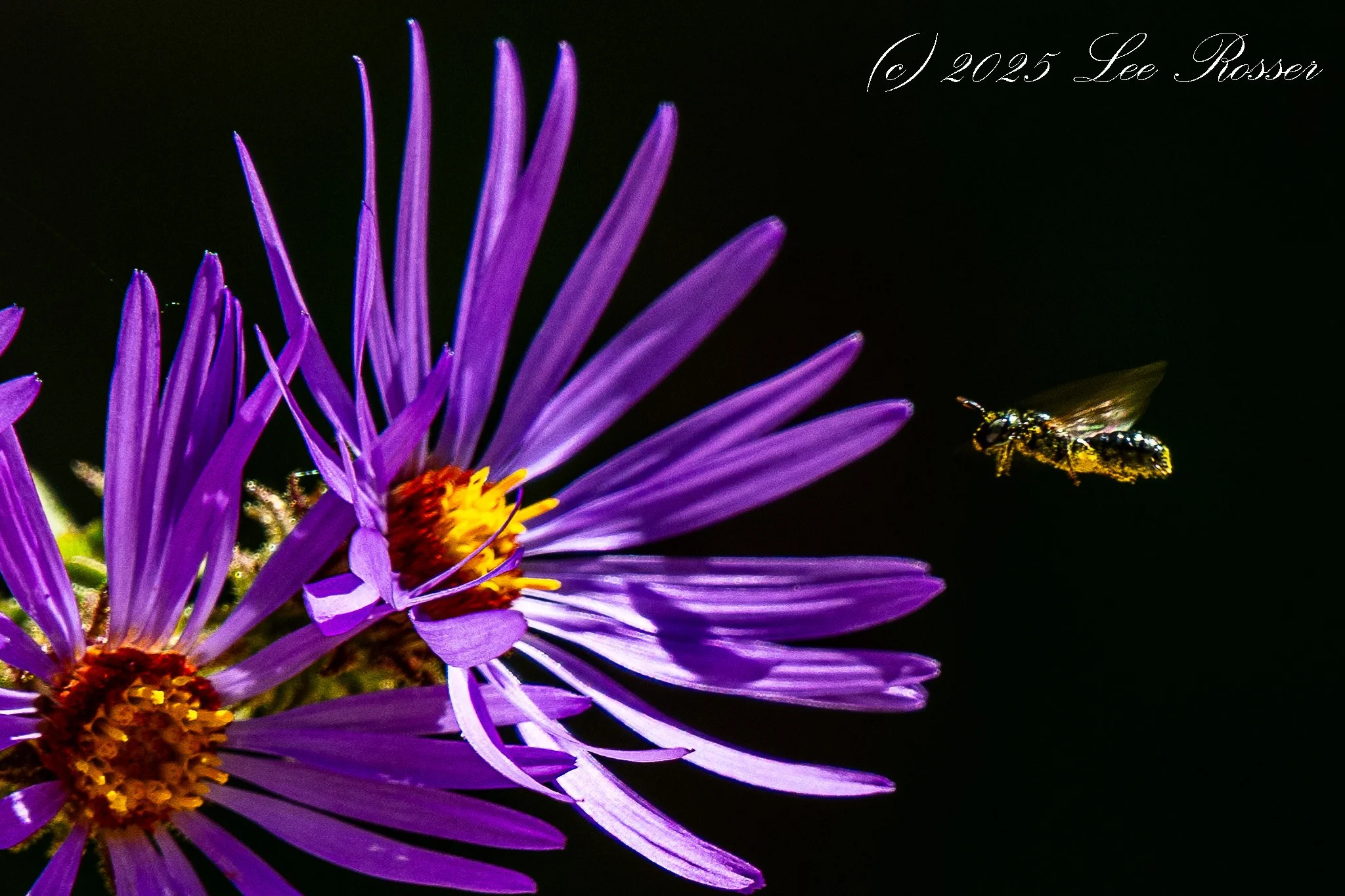 Close-up of a purple flower with a bee flying nearby against a black background.