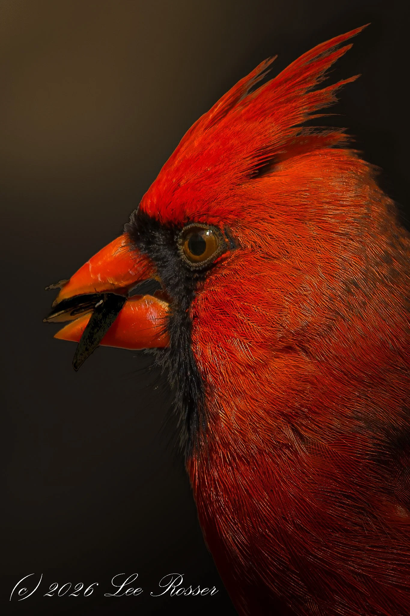 Close-up of a vibrant red cardinal bird against a dark background.