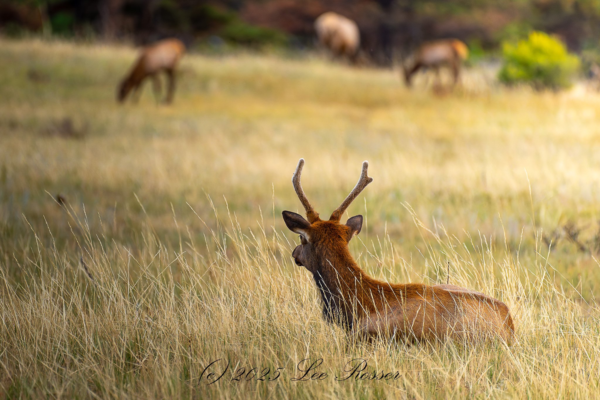 A deer lying in tall grass with antlers, facing away, and other deer grazing in the blurred background.