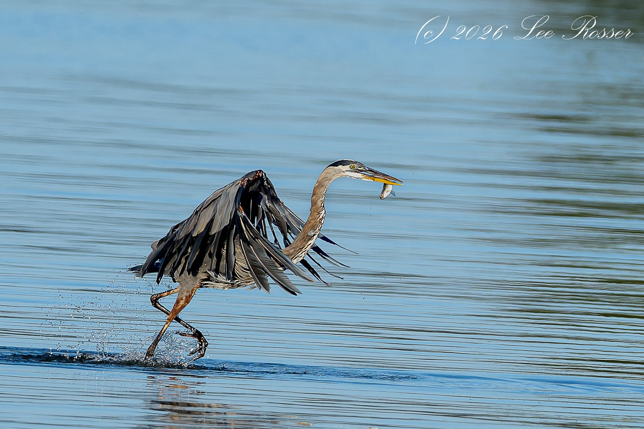 A heron skimming water while catching a fish with its beak