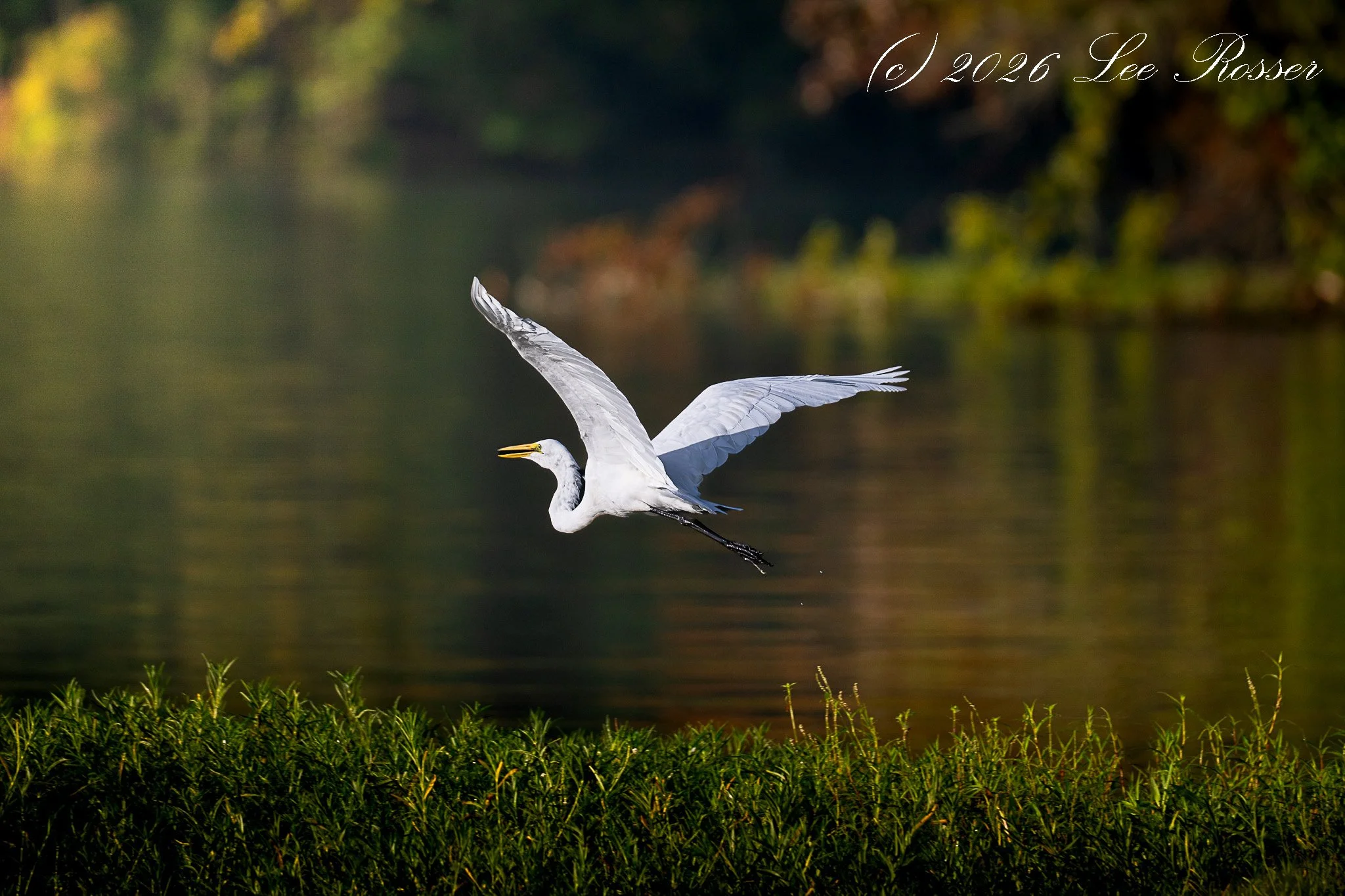 A white bird, likely a heron or egret, flying over a body of water with green vegetation in the foreground and autumn-colored trees in the background.