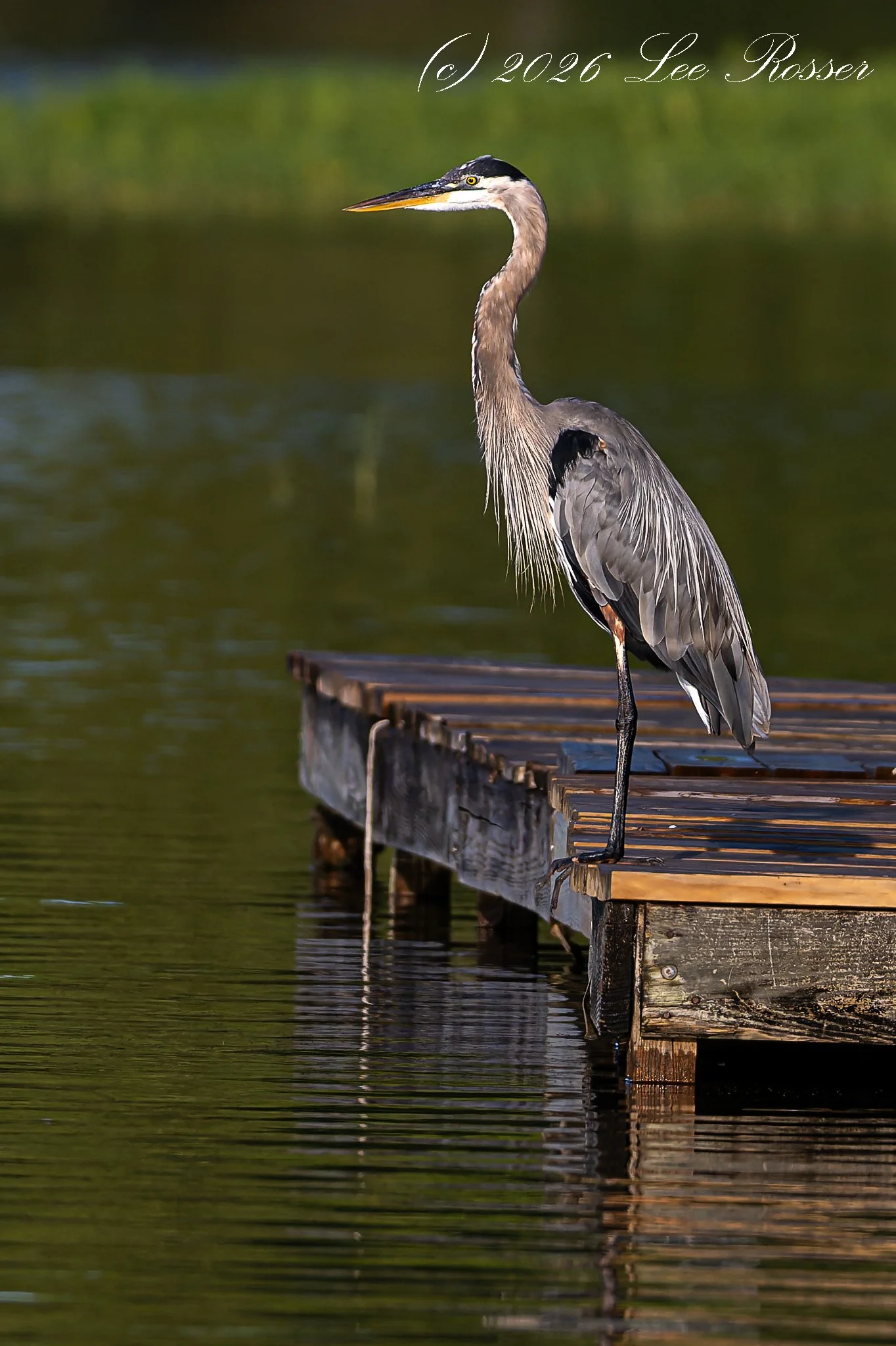A heron stands on a wooden dock on a calm body of water, with a green and blurry background.