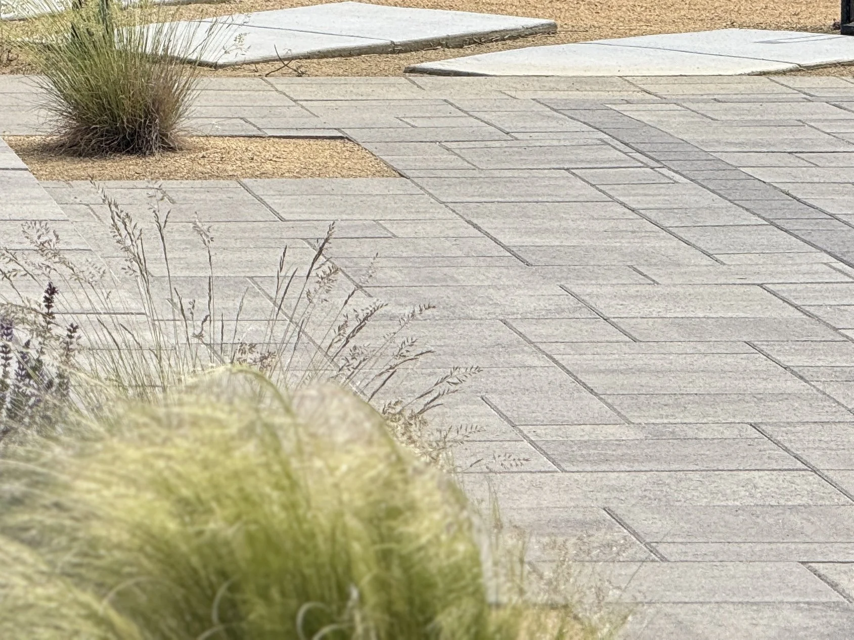 Close-up view of green and purple succulent plants with spiky leaves in the foreground, and a patterned light-colored paved walkway with some small patches of sandy dirt in the background.