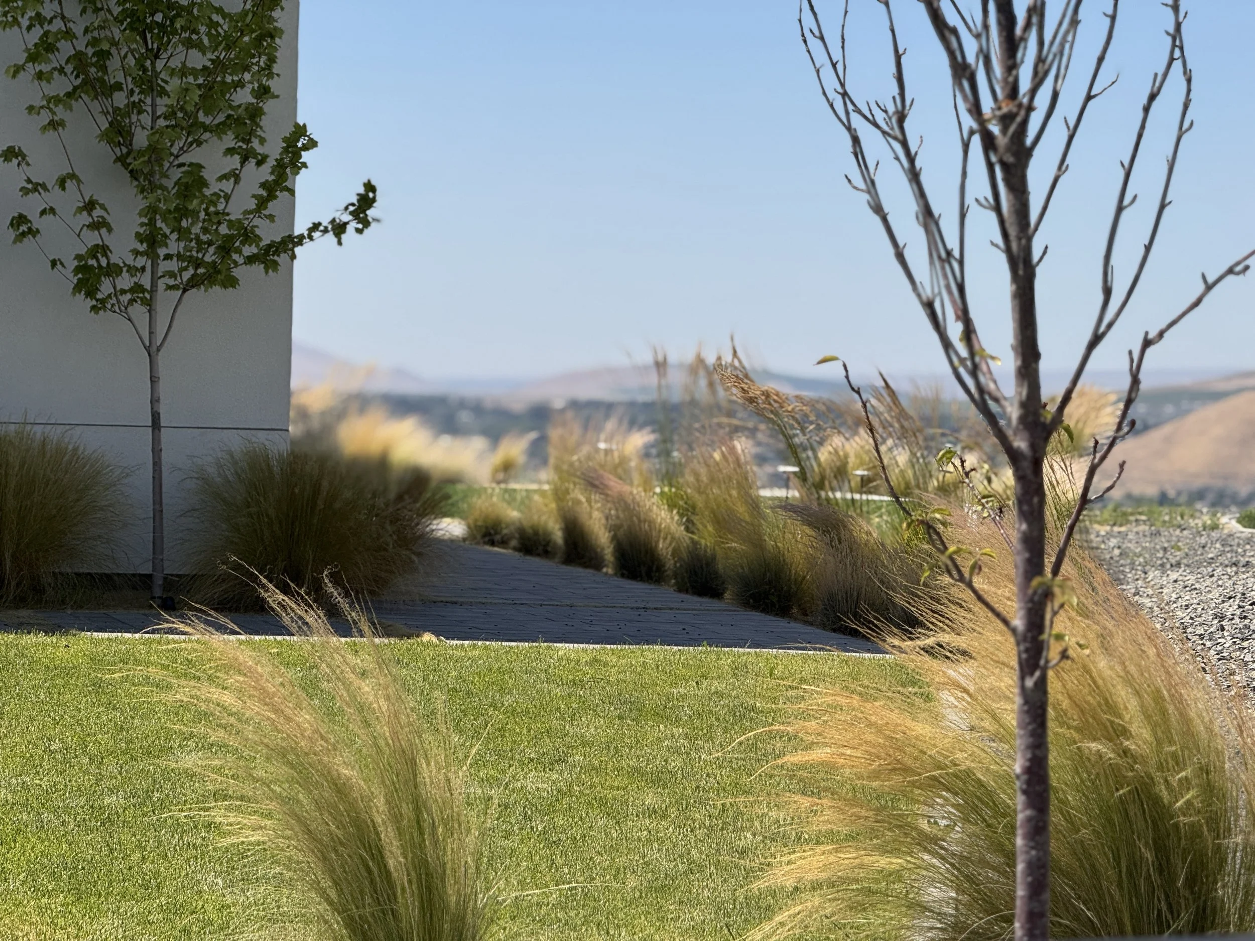 A landscaped outdoor area with a modern building wall on the left, featuring a small green tree and various grasses, with mountains in the background under a clear blue sky.