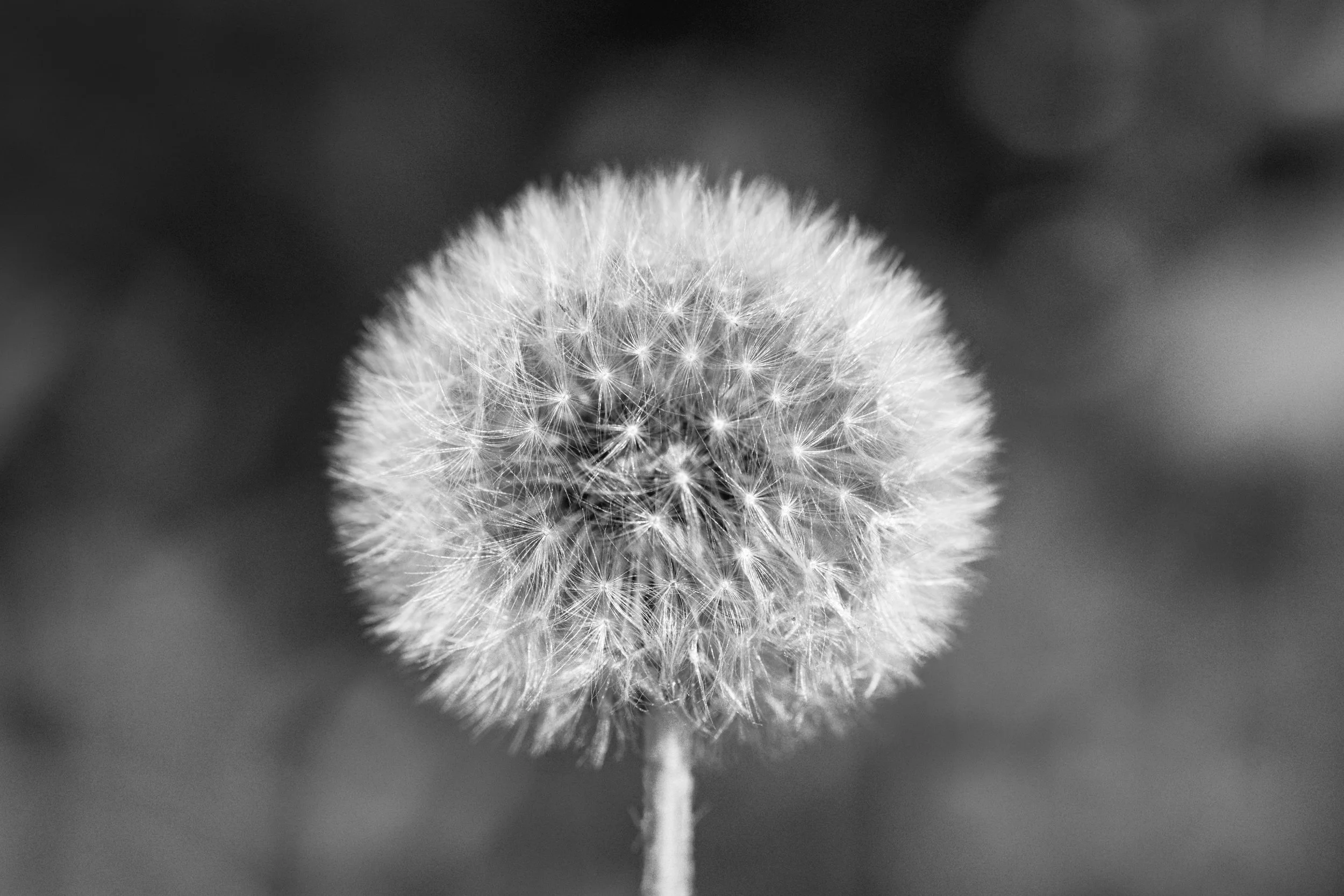 _DSC0903.jpg