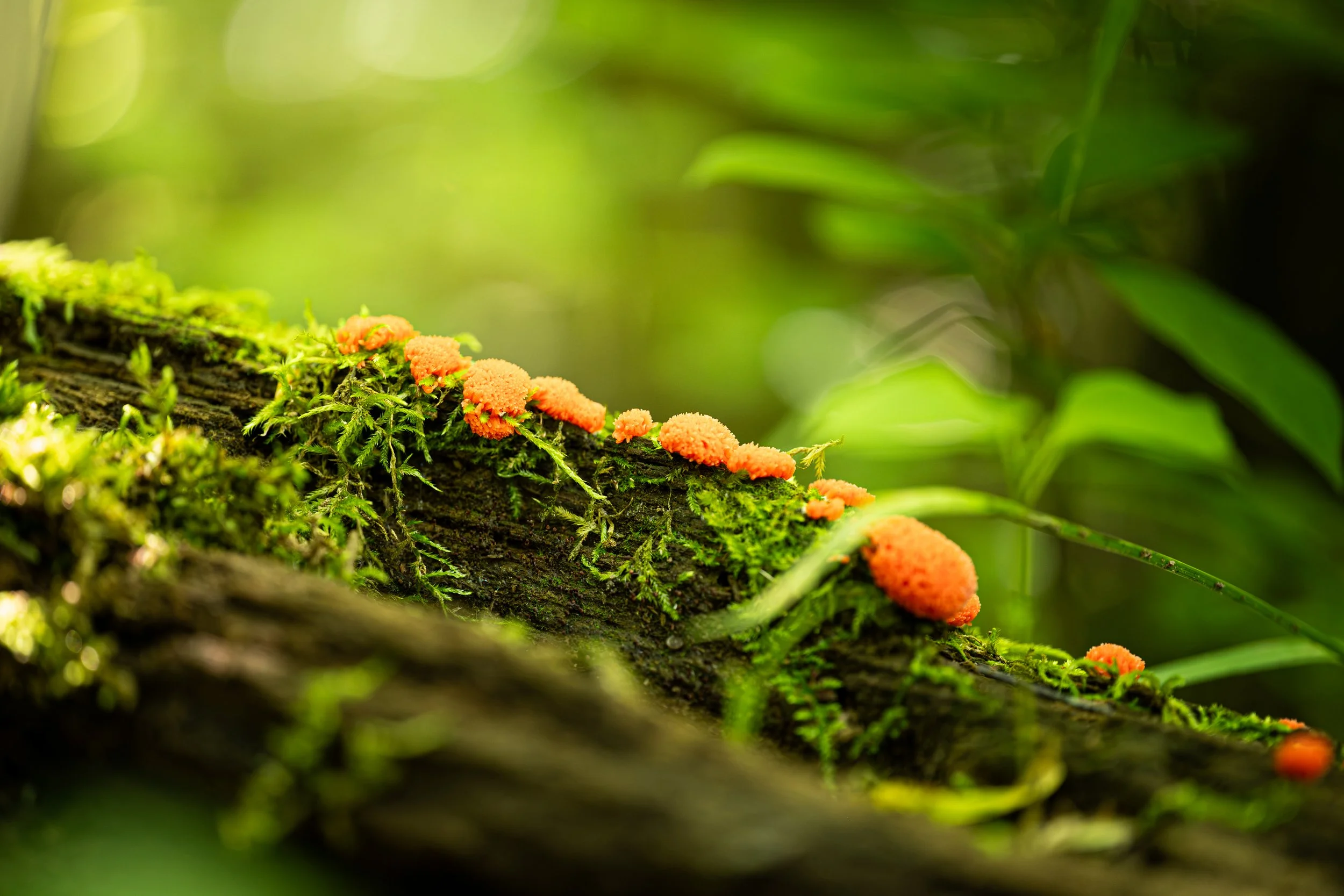_DSC4150.jpg