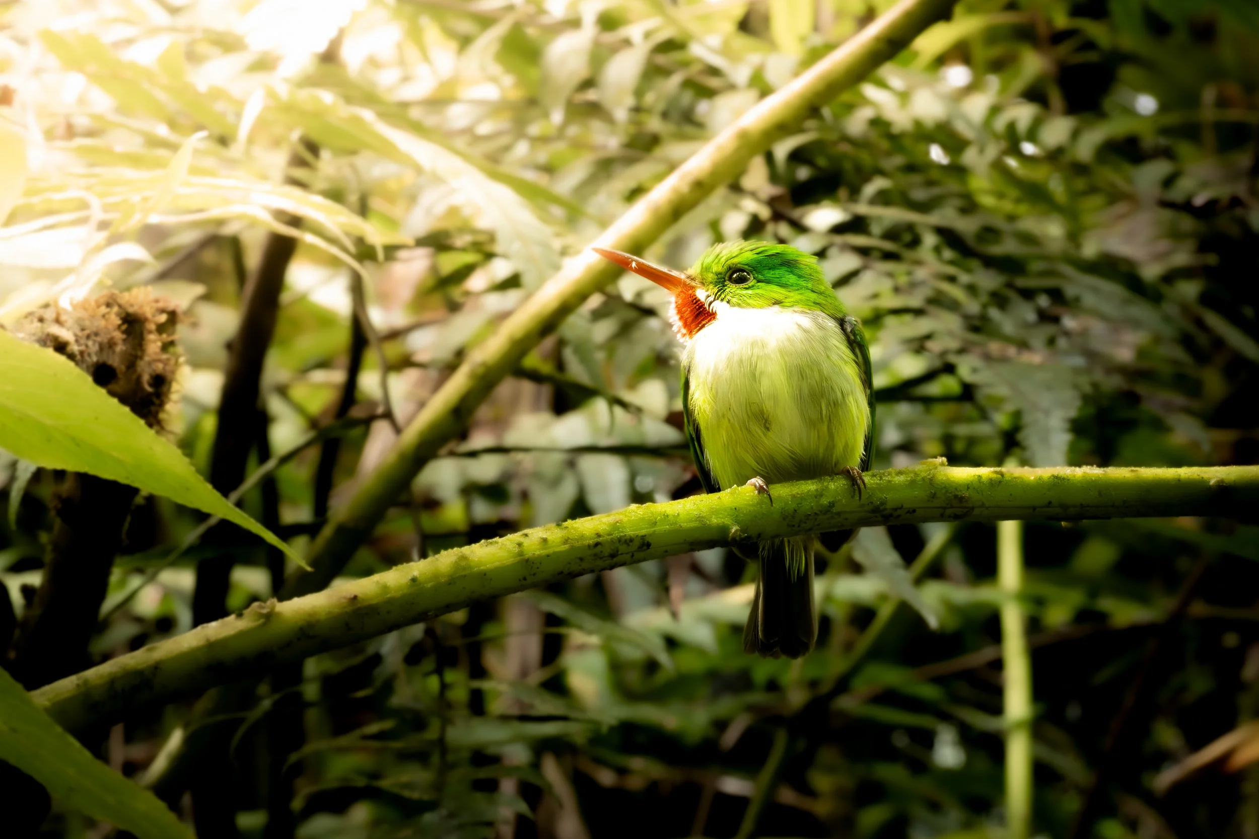Puerto Rican Tody