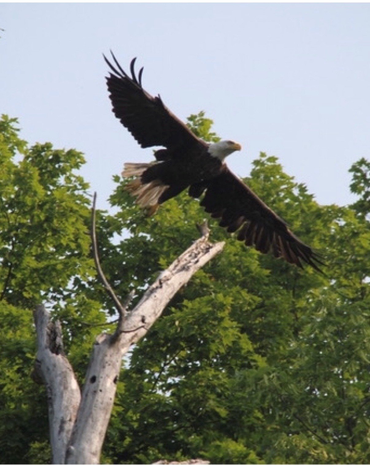 A bald eagle soaring above a tree, with green foliage and a blue sky in the background.