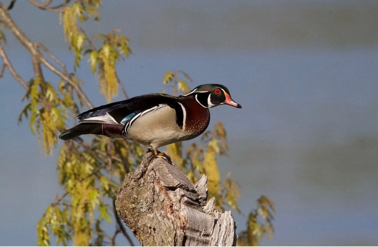 A male wood duck perched on a tree branch near White Ash Lake, with yellowing leaves in the background.