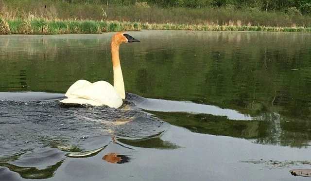 A white swan with a tan neck swimming in a pond surrounded by greenery.