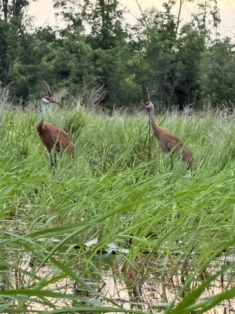 Two sandhill cranes standing in tall grass near White Ash Lake with trees in the background.