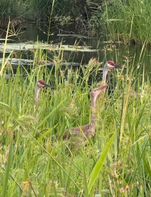Three cranes in tall green grass near White Ash Lake