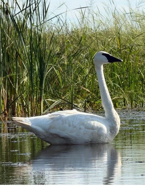 A white swan swimming in White Ash Lake with tall green grass in the background.