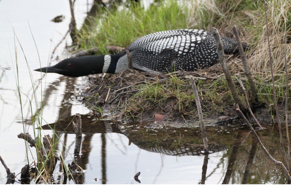 A common loon with black and white plumage, resting on a grassy bank near the water on White Ash Lake, with its head turned downward.