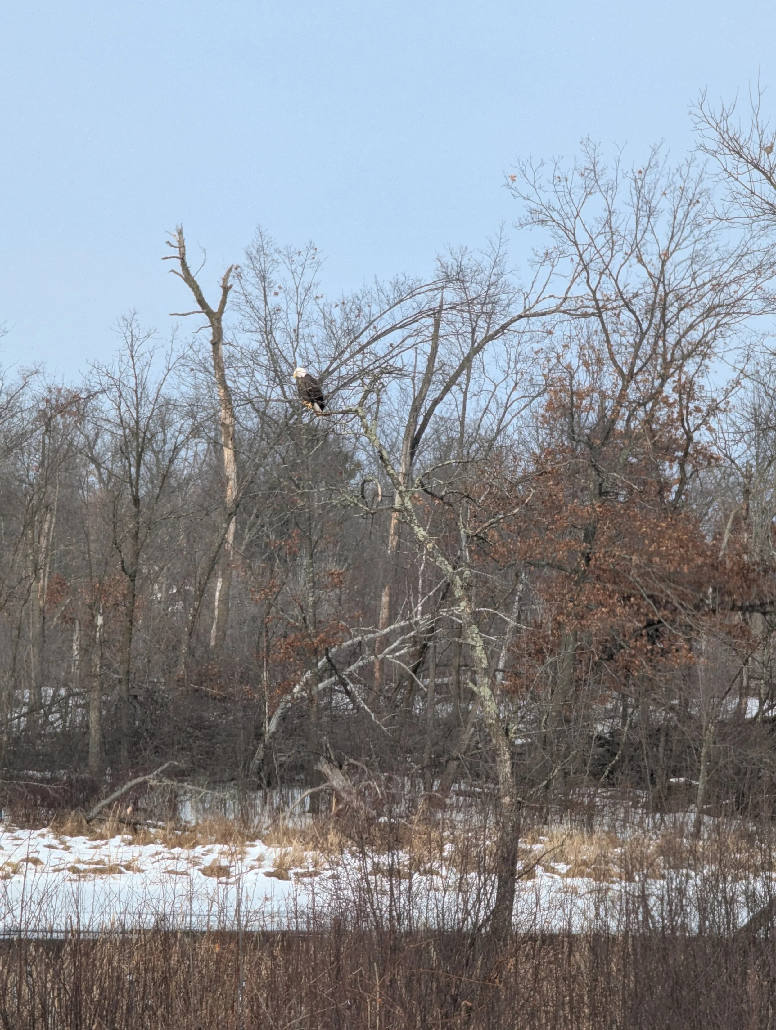 A bald eagle perched on a tree branch in a winter forest with bare trees and snow on the ground.