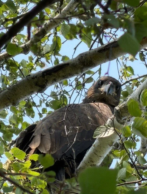 A dark brown juvenile eagle, perched on a tree branch amidst green leaves and branches.