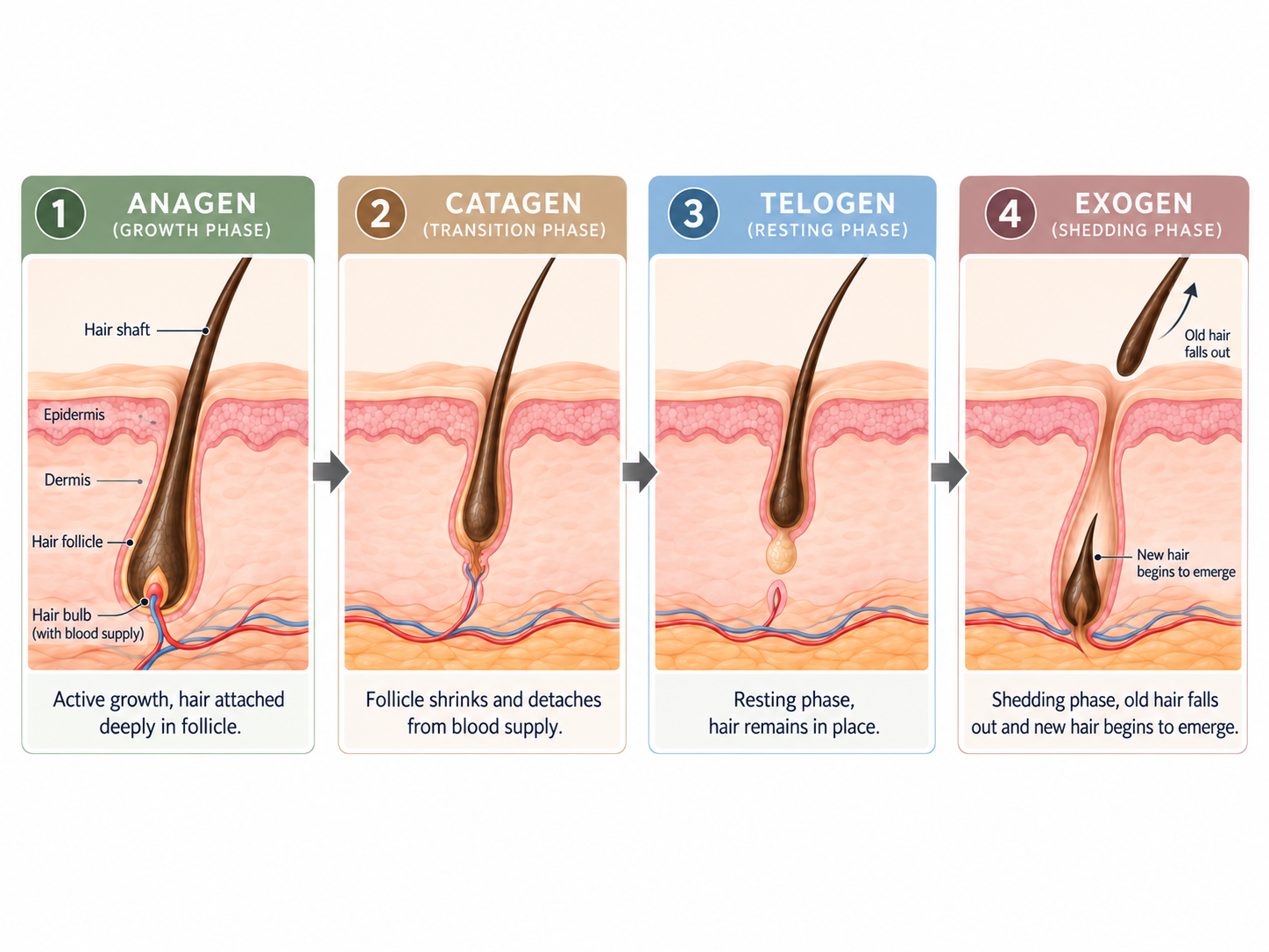 hair growth phases
