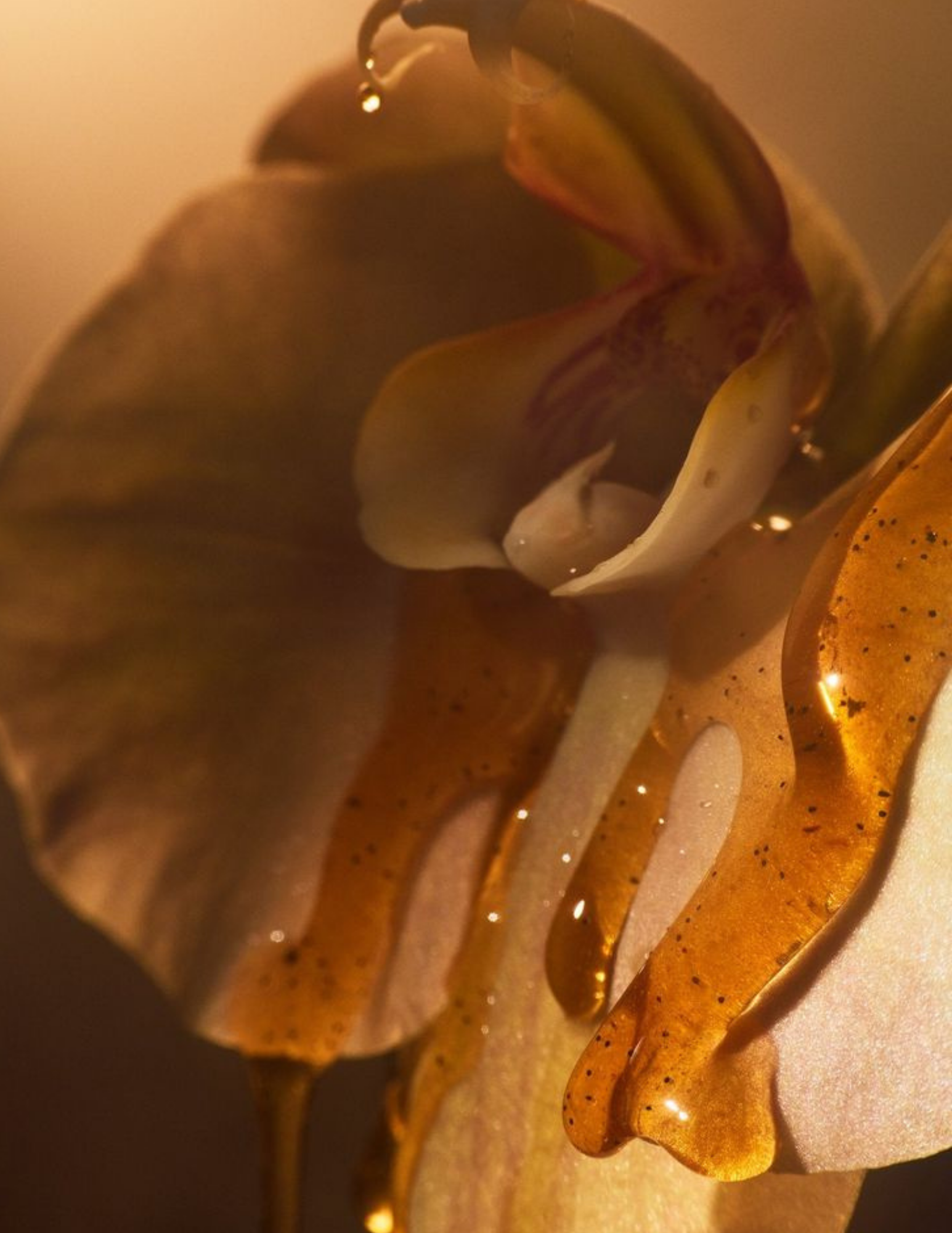 Close-up of a gold rose with honey dripping and a shiny surface