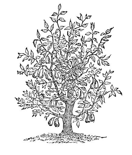 Line drawing of a large, leafy tree with a textured trunk and branches, and small leaves.