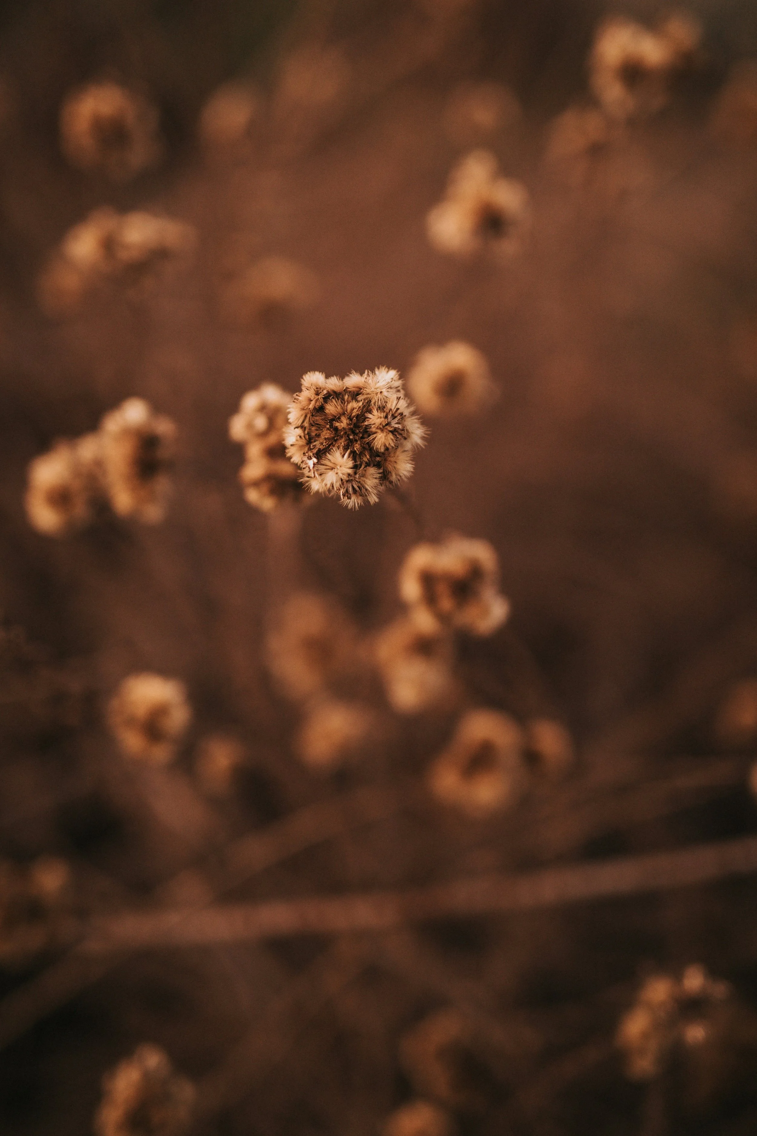homeopathy for anxiety
homeopathy for stress
homeopathy for sleep
homeopathy for digestive issues
homeopathy for headaches
homeopathy for seasonal allergies
homeopathy for colds
homeopathy for children's health
homeopathy for emotional support