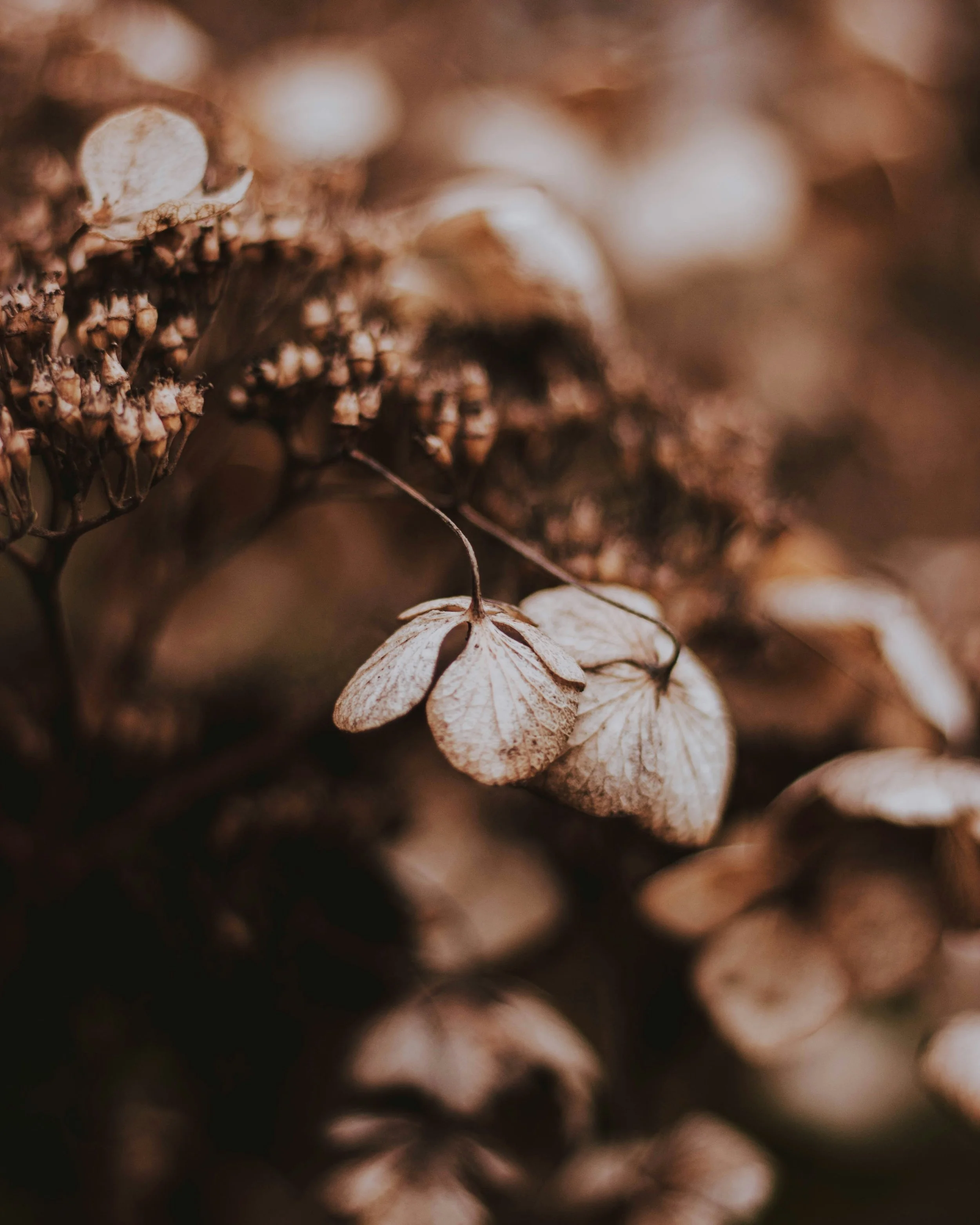 homeopathy for colds
homeopathy for children's health
homeopathy for emotional support
homeopathy for women's health
homeopathy for acute illness
homeopathy for chronic conditions