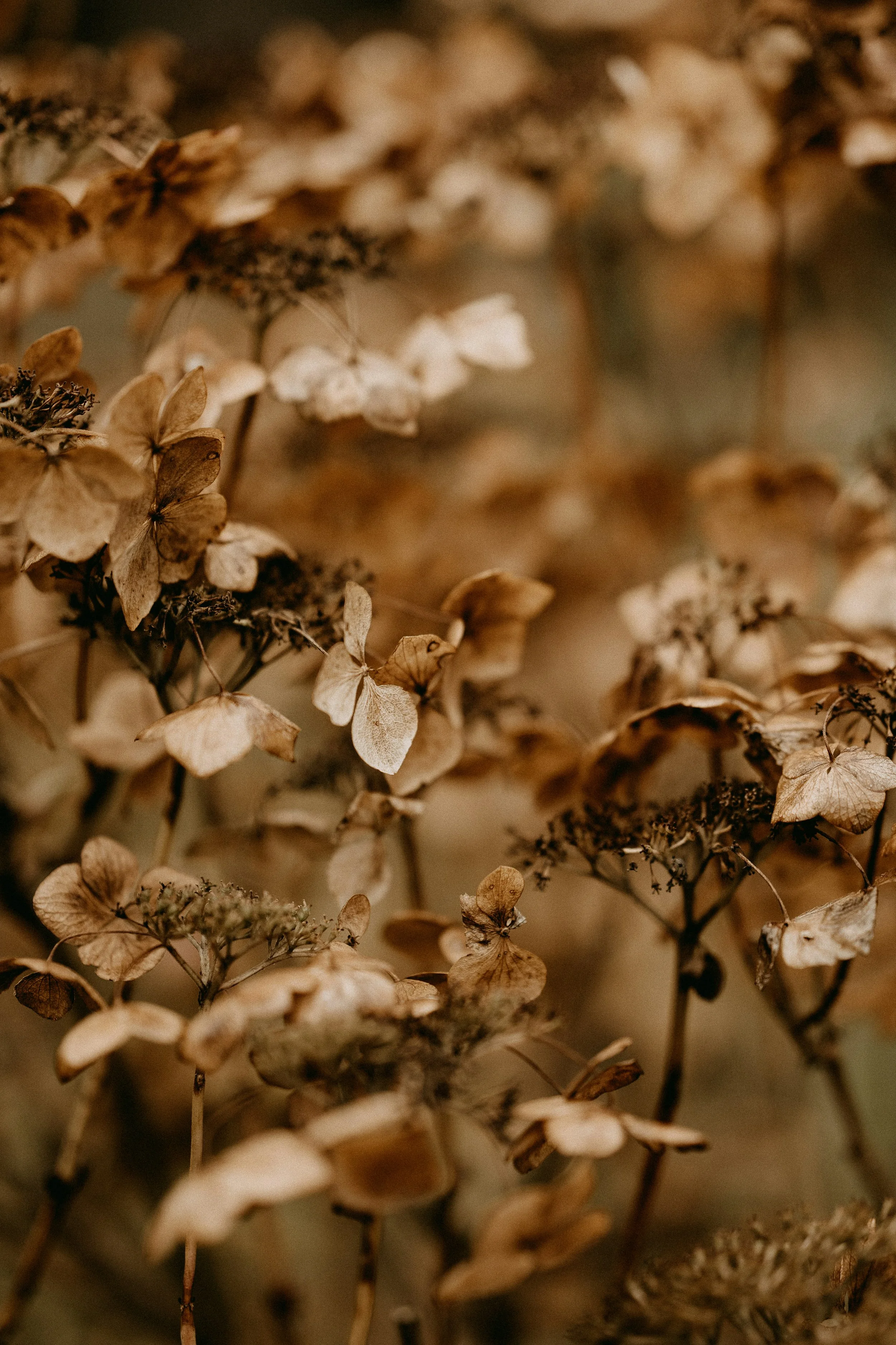 homeopathy for colds
homeopathy for children's health
homeopathy for emotional support
homeopathy for women's health
homeopathy for acute illness
homeopathy for chronic conditions