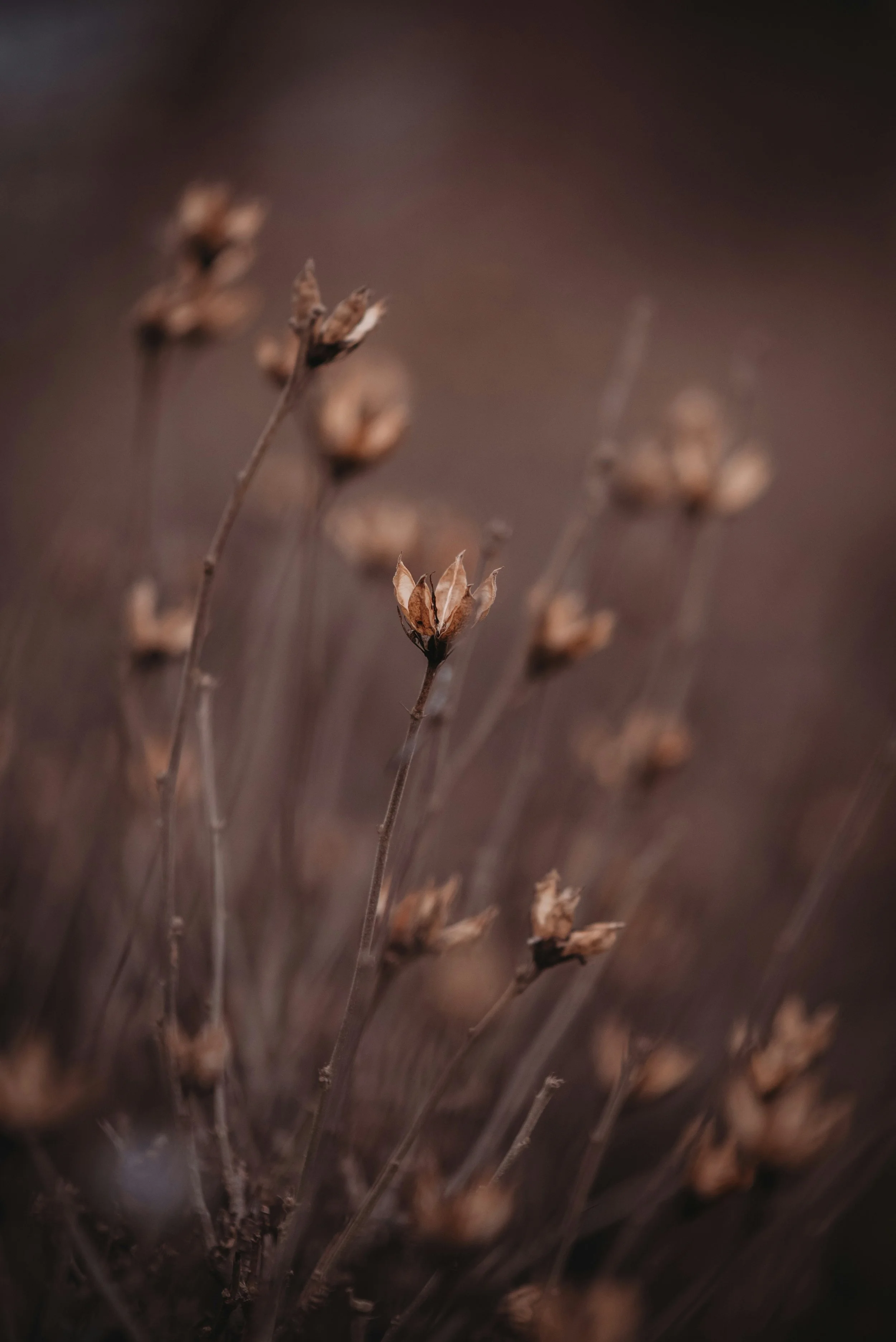 homeopathy for anxiety
homeopathy for stress
homeopathy for sleep
homeopathy for digestive issues
homeopathy for headaches
homeopathy for seasonal allergies
homeopathy for colds
homeopathy for children's health
homeopathy for emotional support