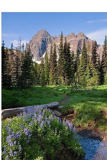 Mountain landscape with tall pine trees, a small stream, and purple wildflowers in the foreground.