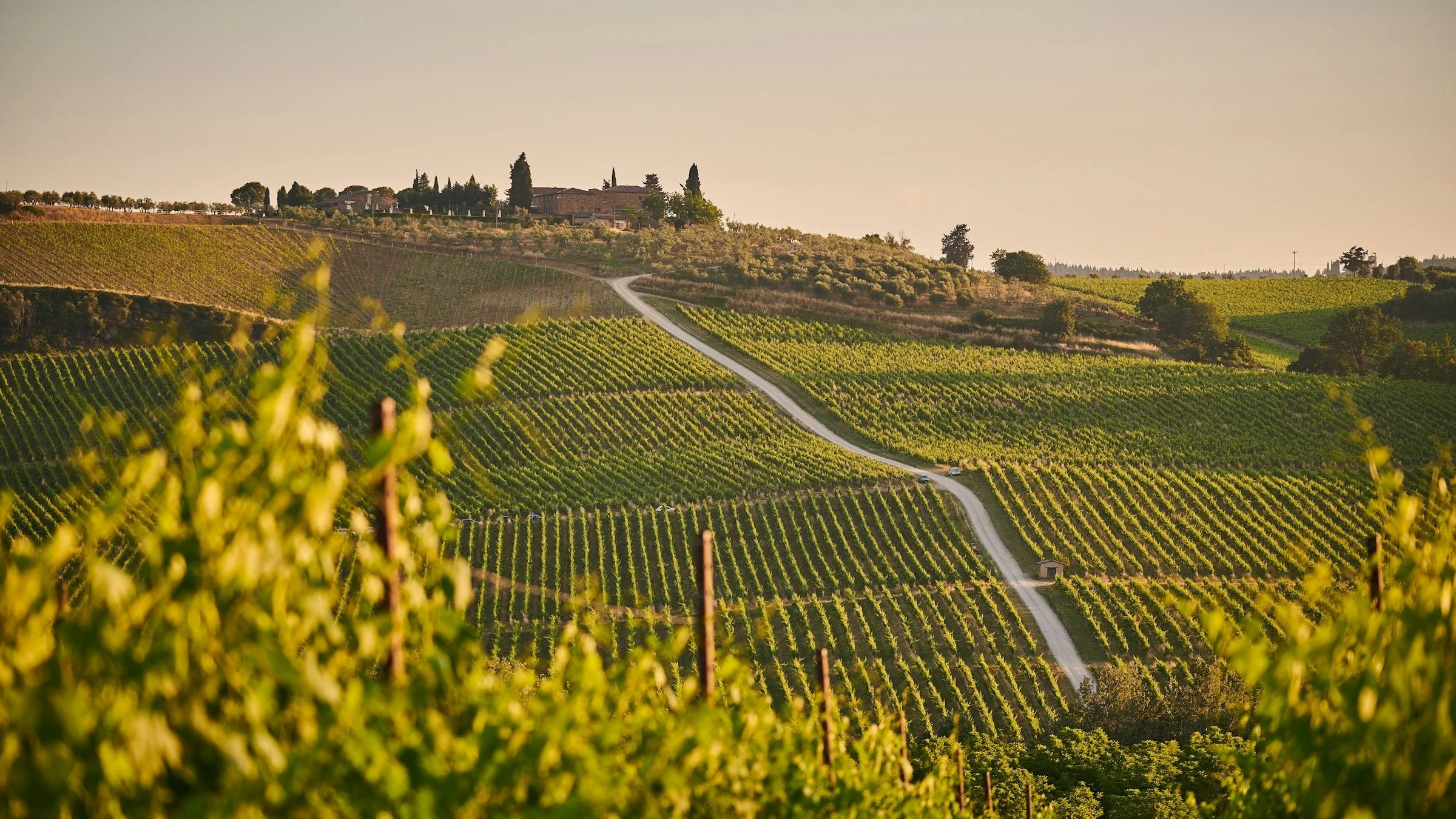 Vineyard landscape with rows of vines at sunset.