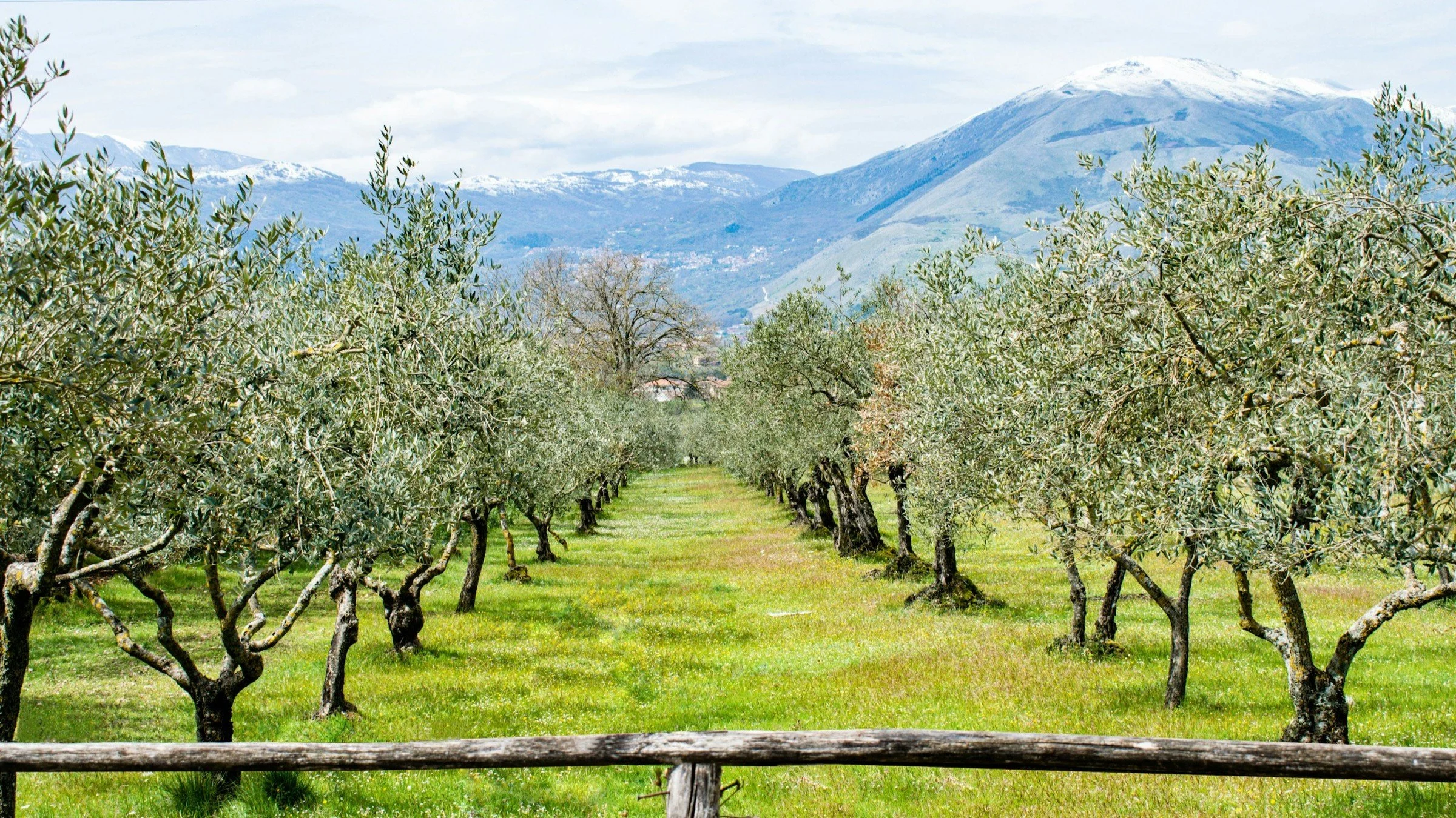 Olive grove with mountains in the background.