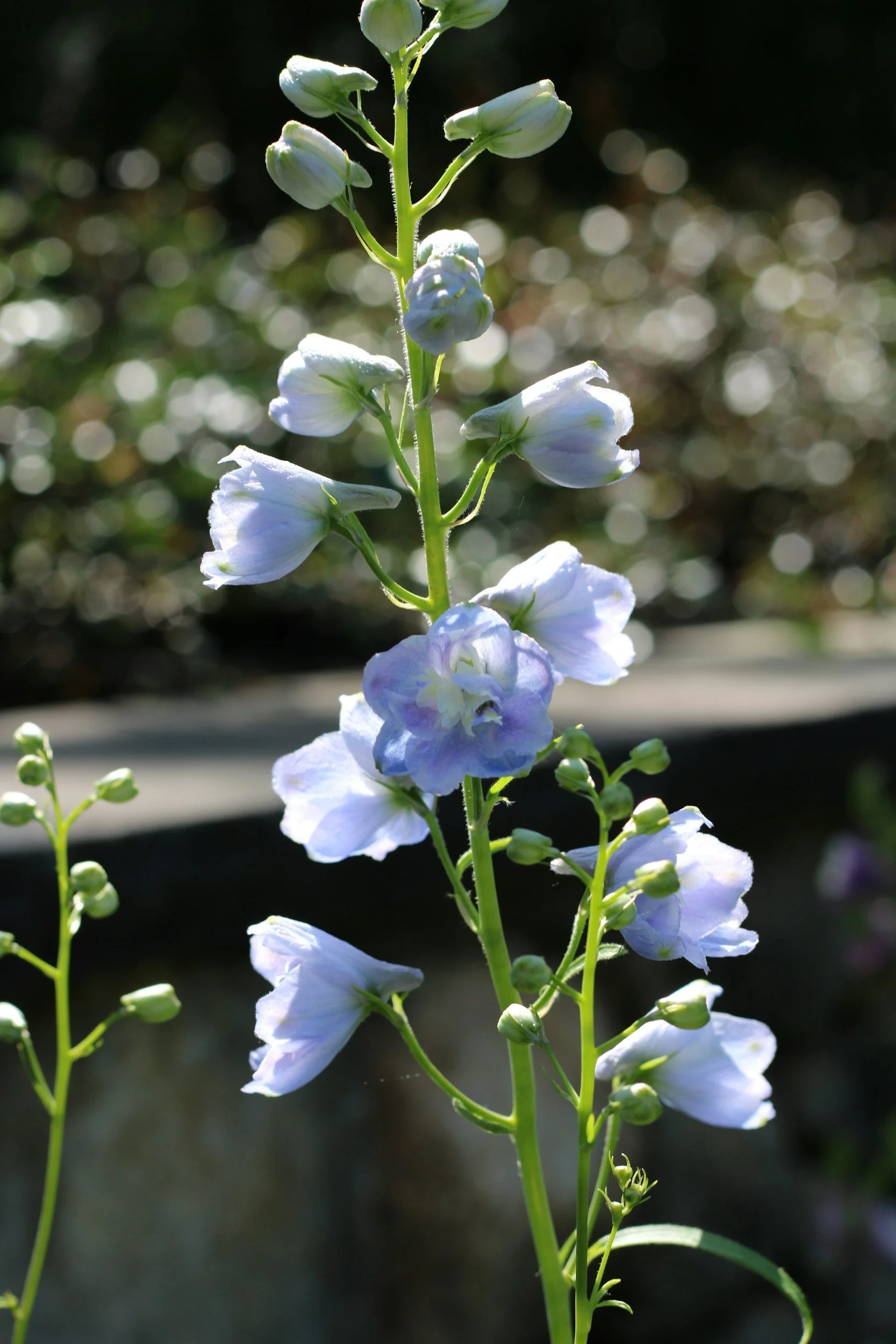 larkspur flower
