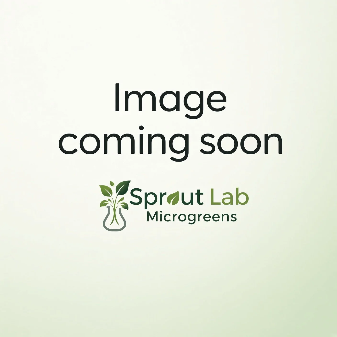 Broccoli Microgreens (Waltham 29)
