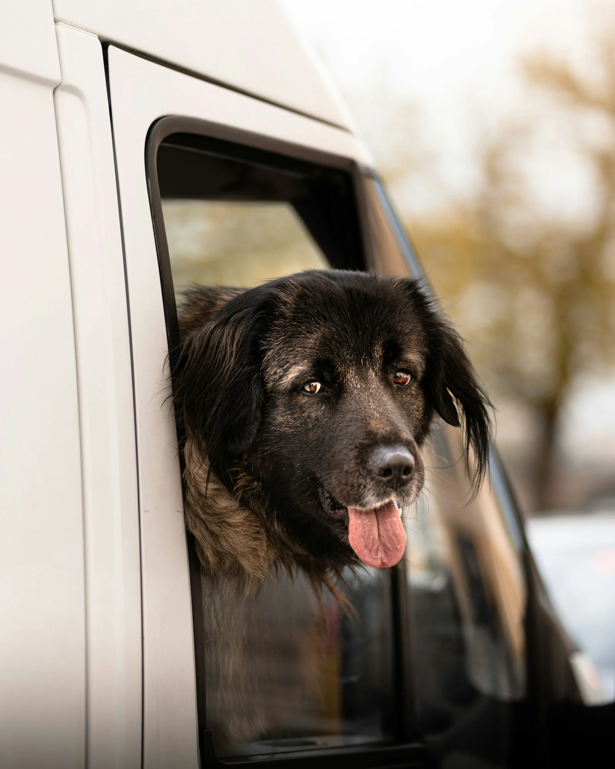 A black and brown dog with floppy ears and a pink tongue hanging out, leaning out of a car window.