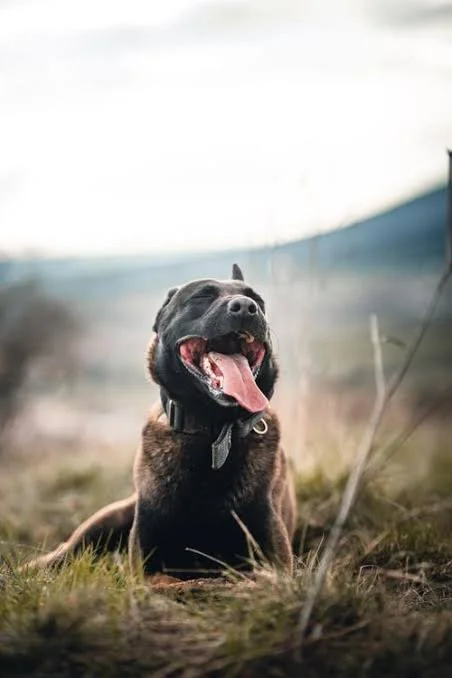 Best places to walk your dog near marion county, alabama: a local dog owner’s guide